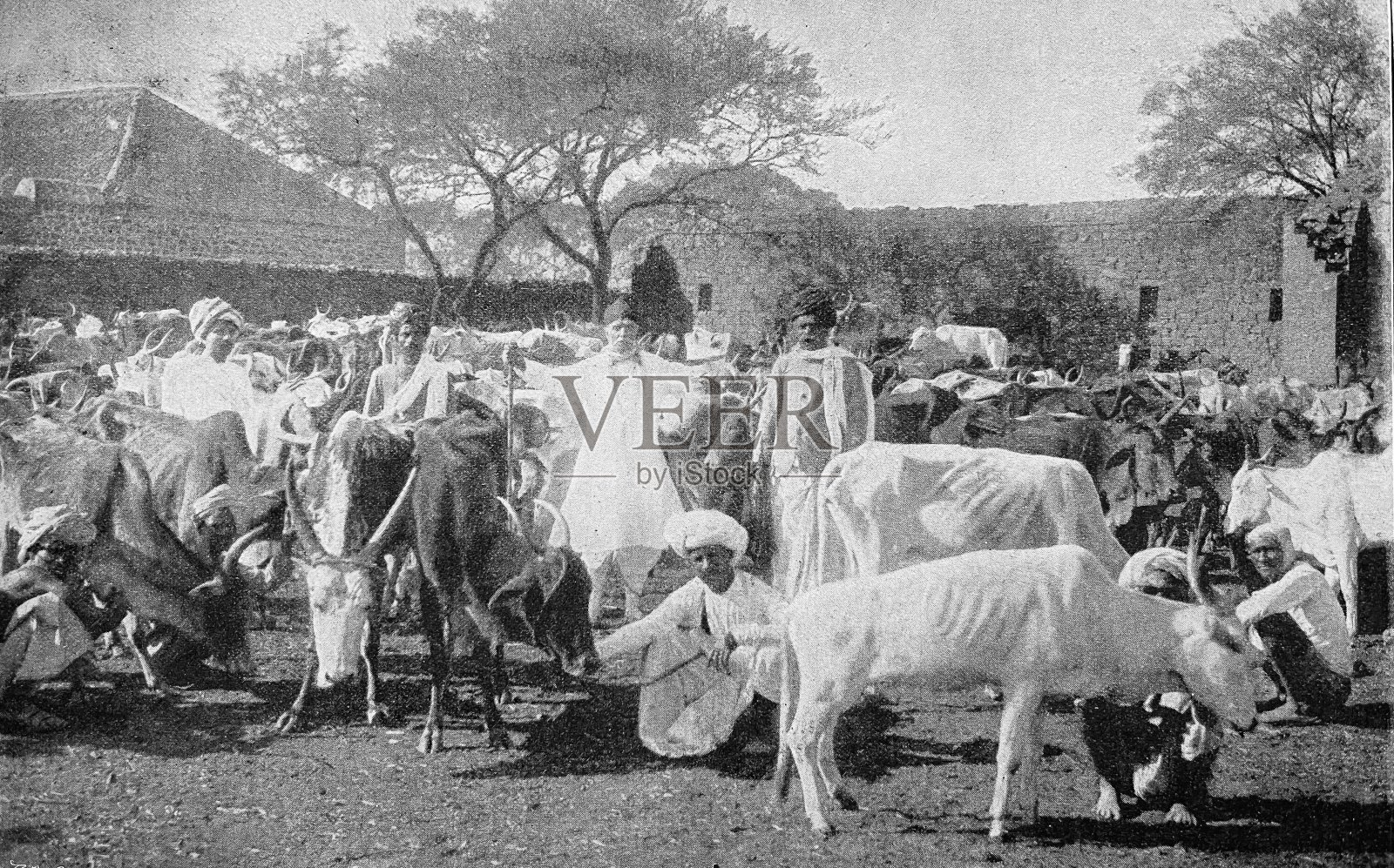 历史摄影:印度饥荒，农民和牛，1897年照片摄影图片