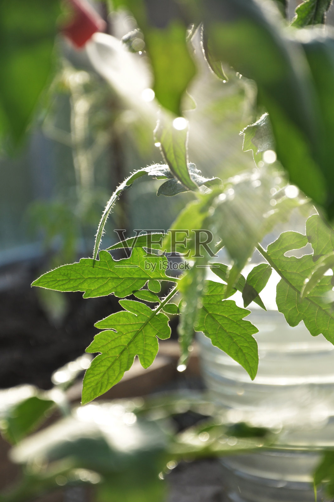 温室喷洒植物照片摄影图片