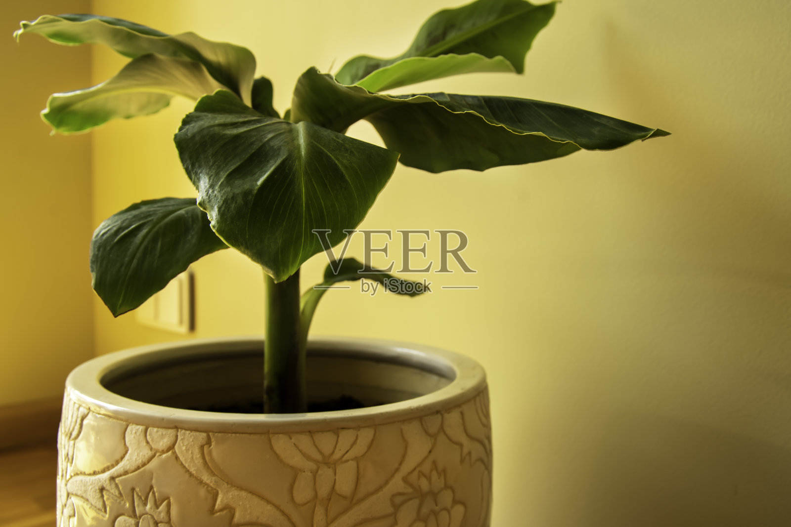 香蕉芭蕉盆栽植物照片摄影图片