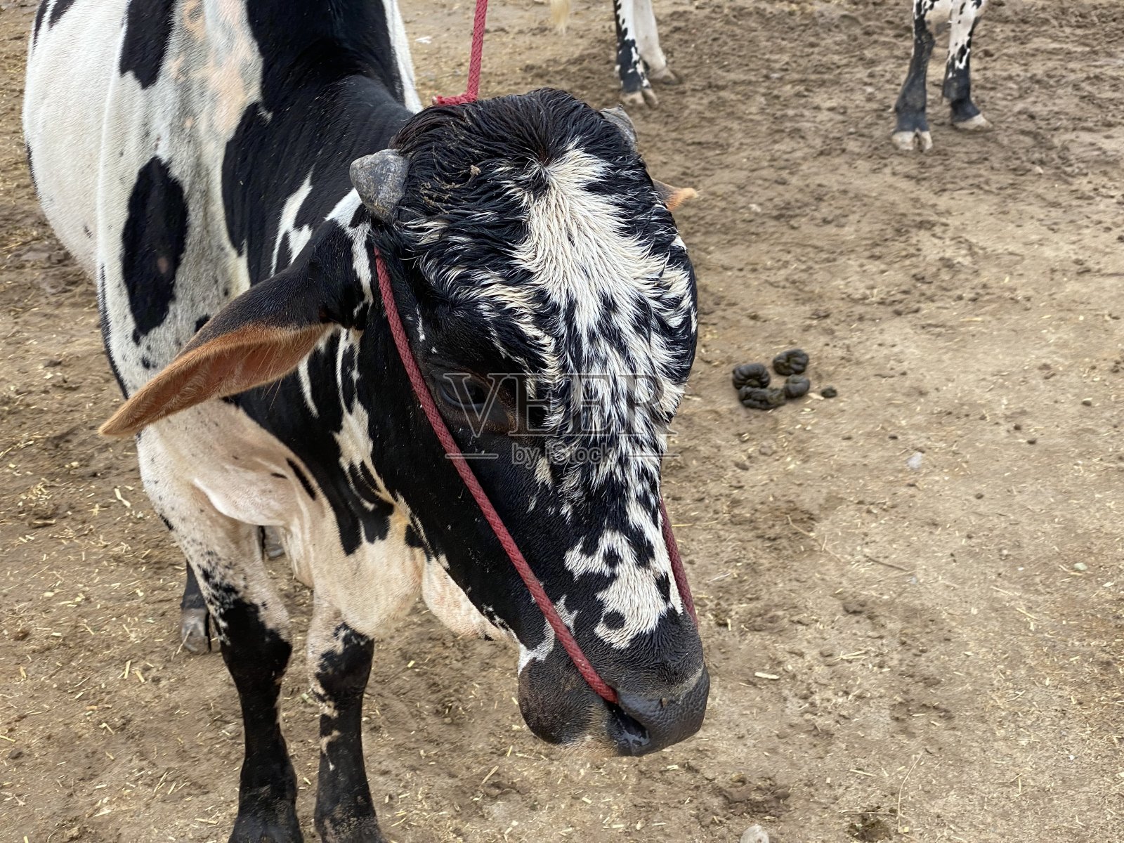 牛的正面视图照片摄影图片