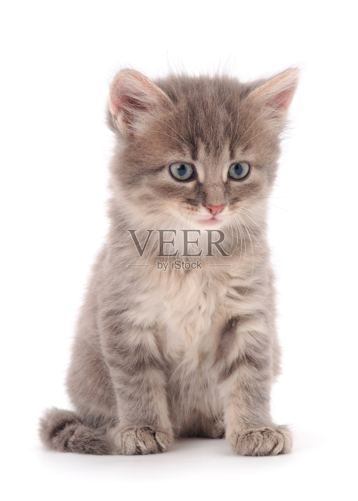 小的灰色的小猫。照片摄影图片