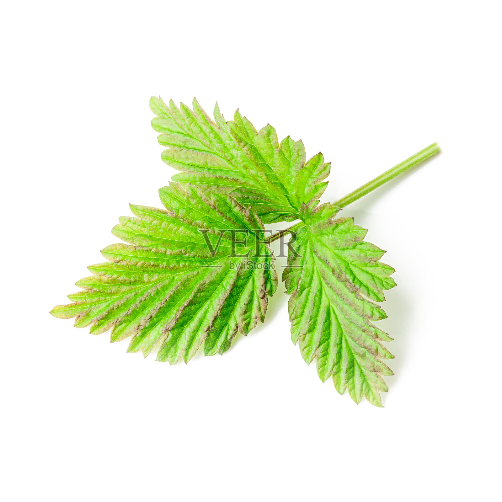 绿色覆盆子叶子孤立在白色背景上。幼叶切下照片摄影图片