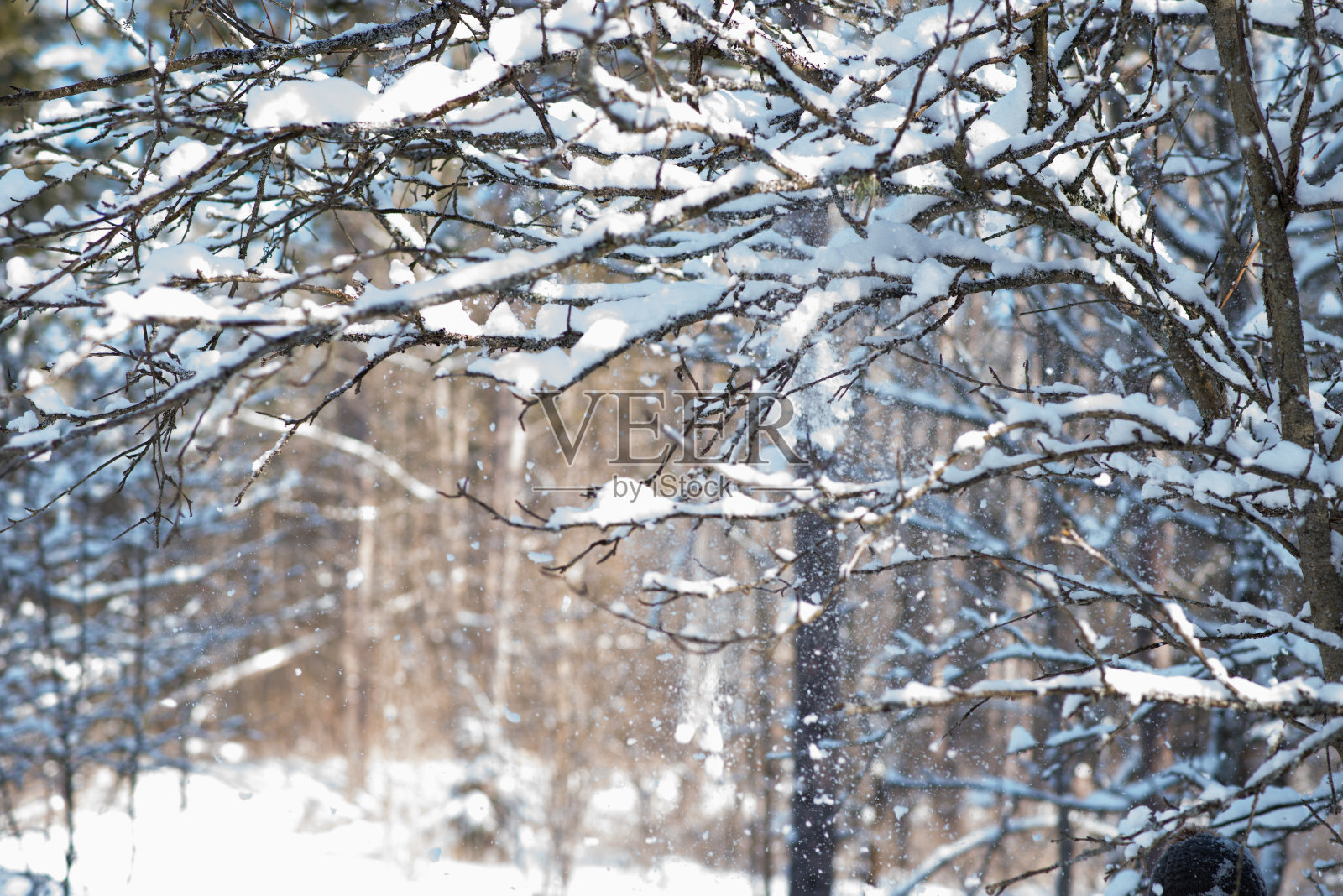 冬天的场景照片摄影图片