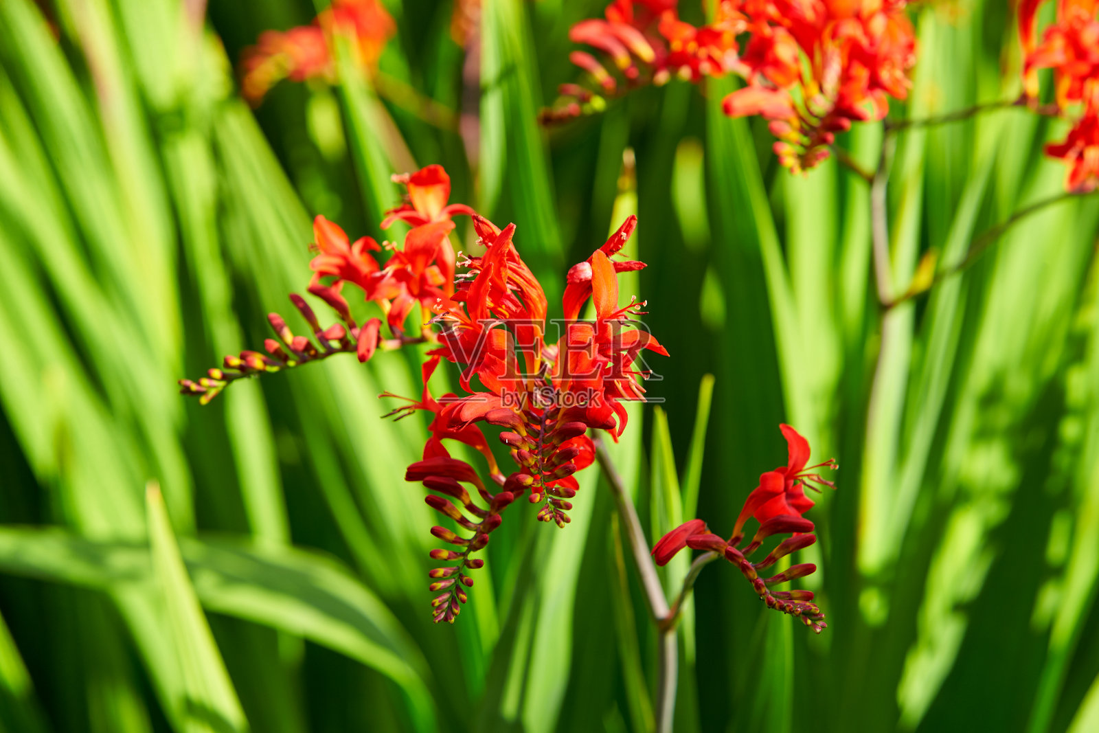 一个叫路西法的Crocosmia在花园中。照片摄影图片