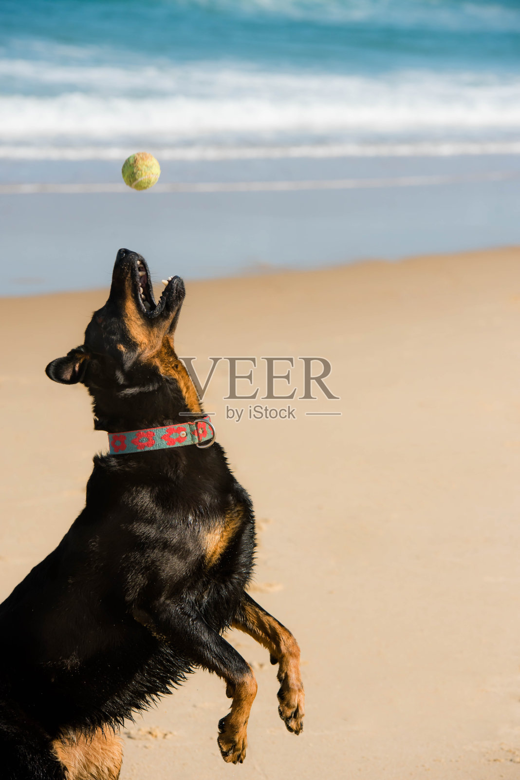 海滩上可爱的狗狗肖像照片摄影图片