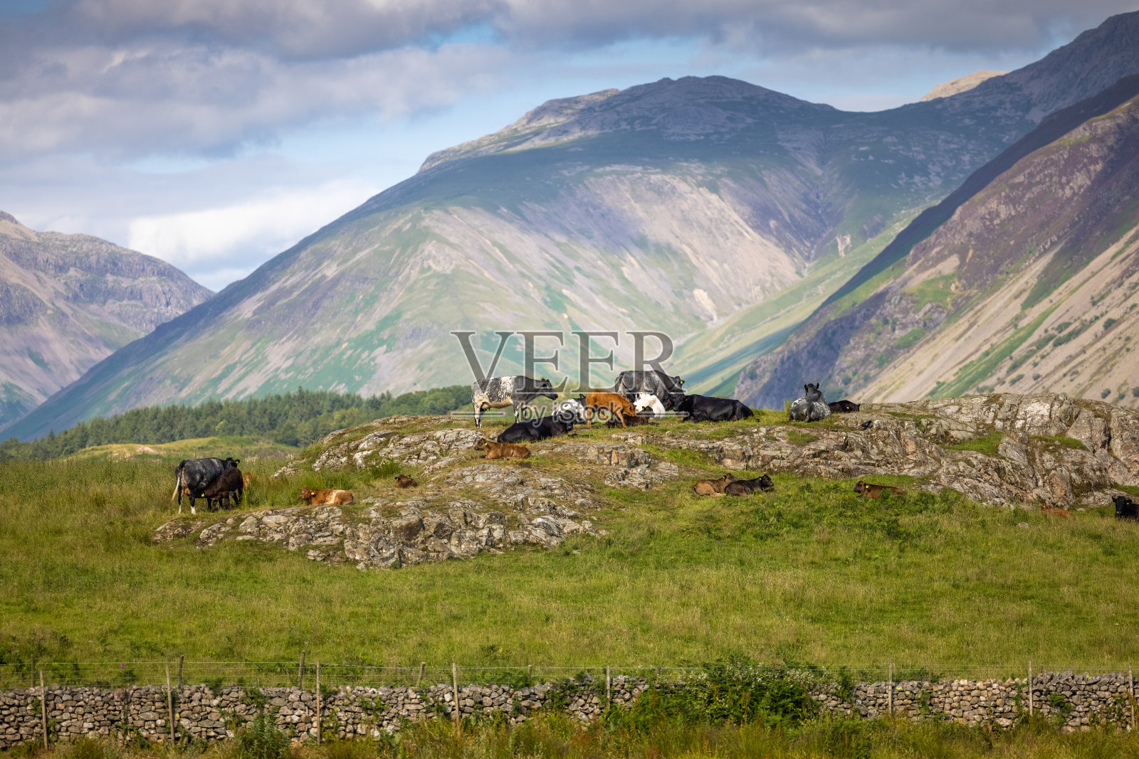 湖区的牛群照片摄影图片