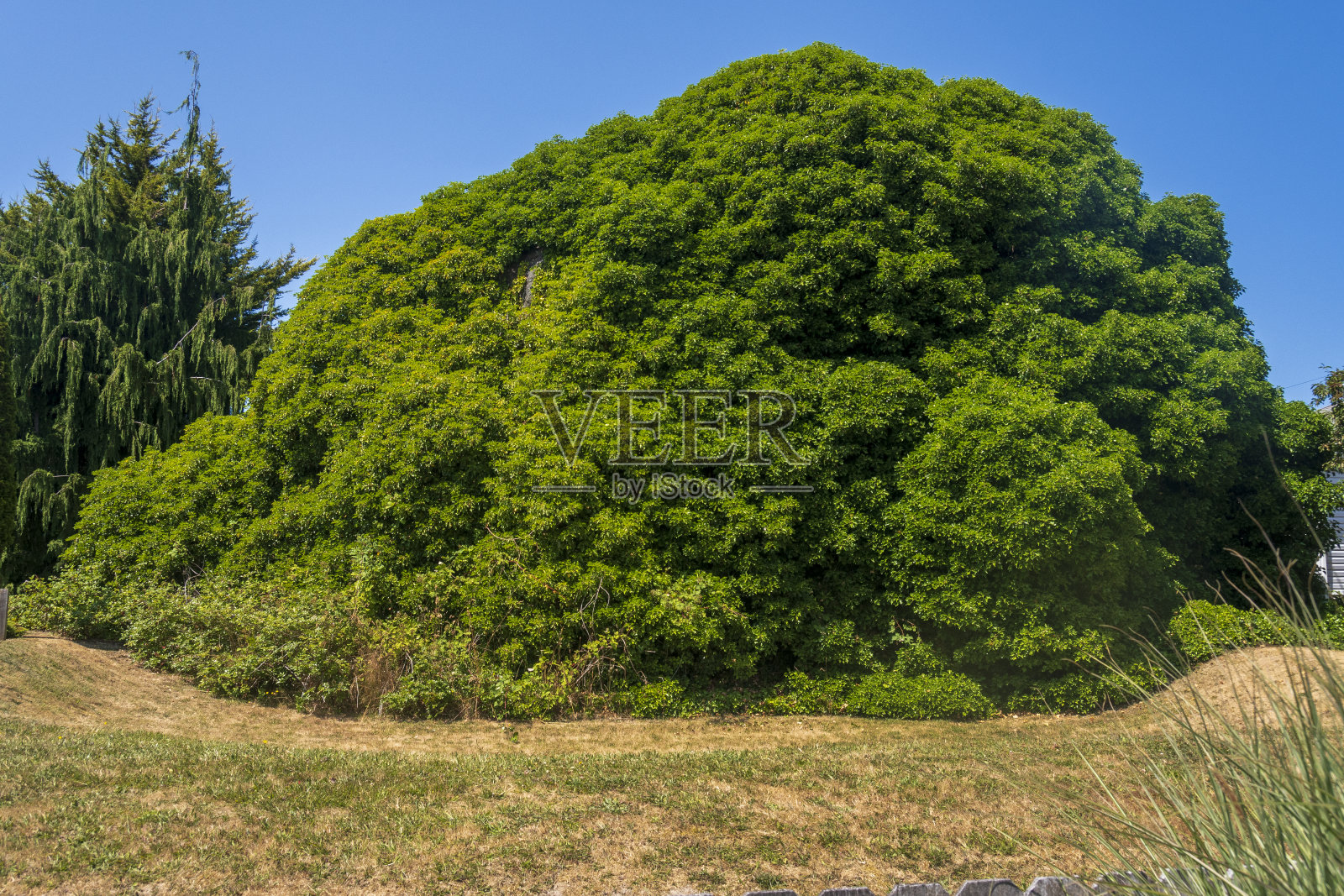 华盛顿州库佩维尔的冰川飘忽不定照片摄影图片