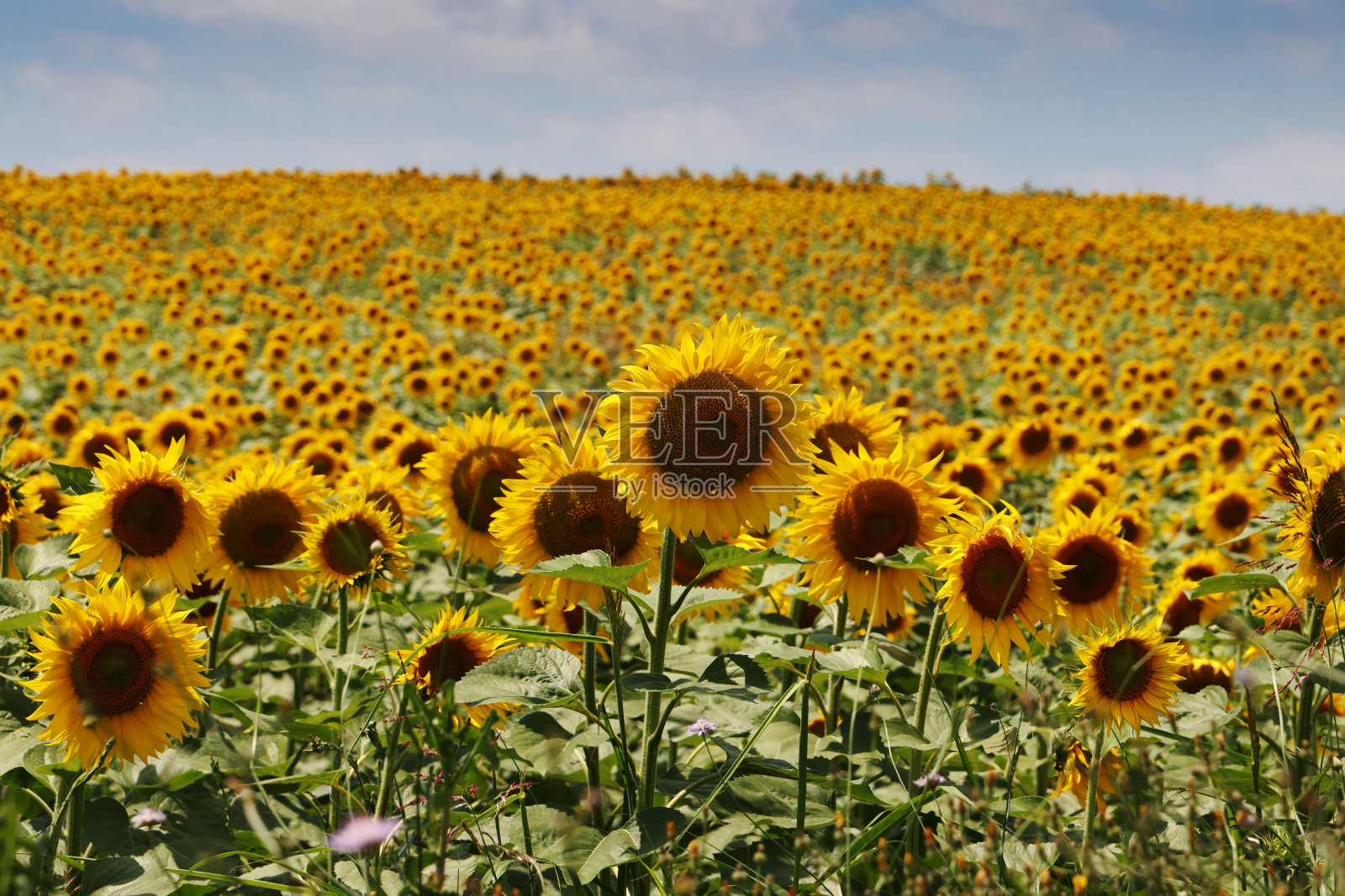 向日葵田照片摄影图片