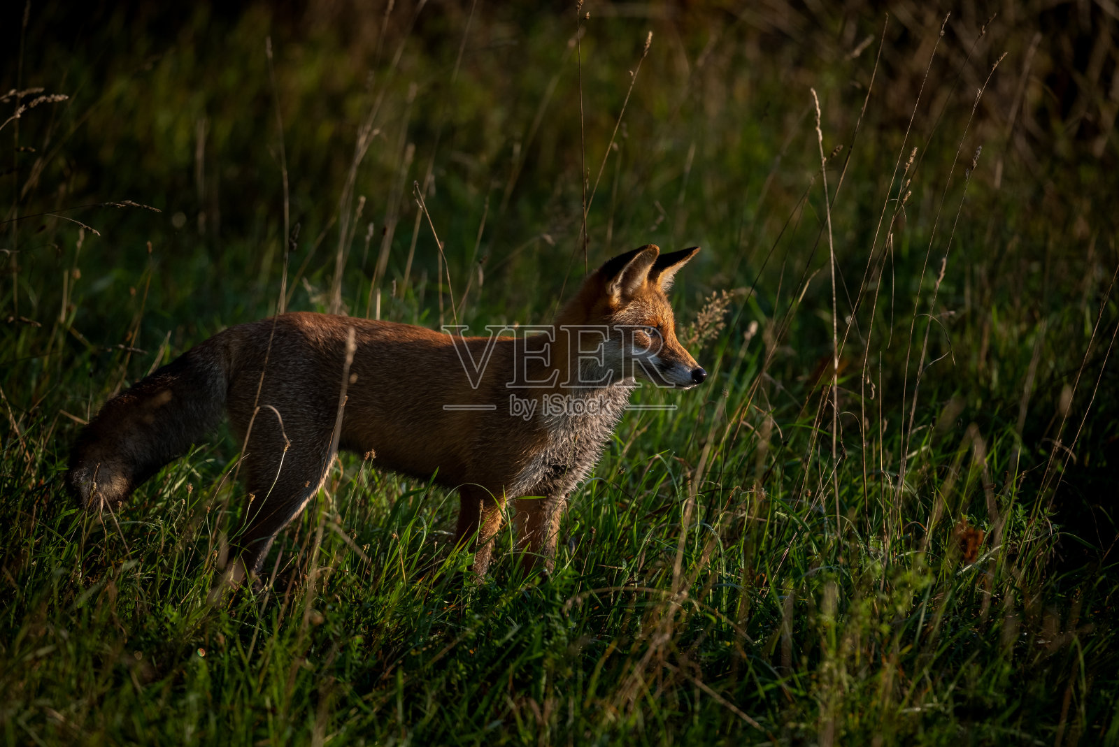 美丽的红狐狸照片摄影图片