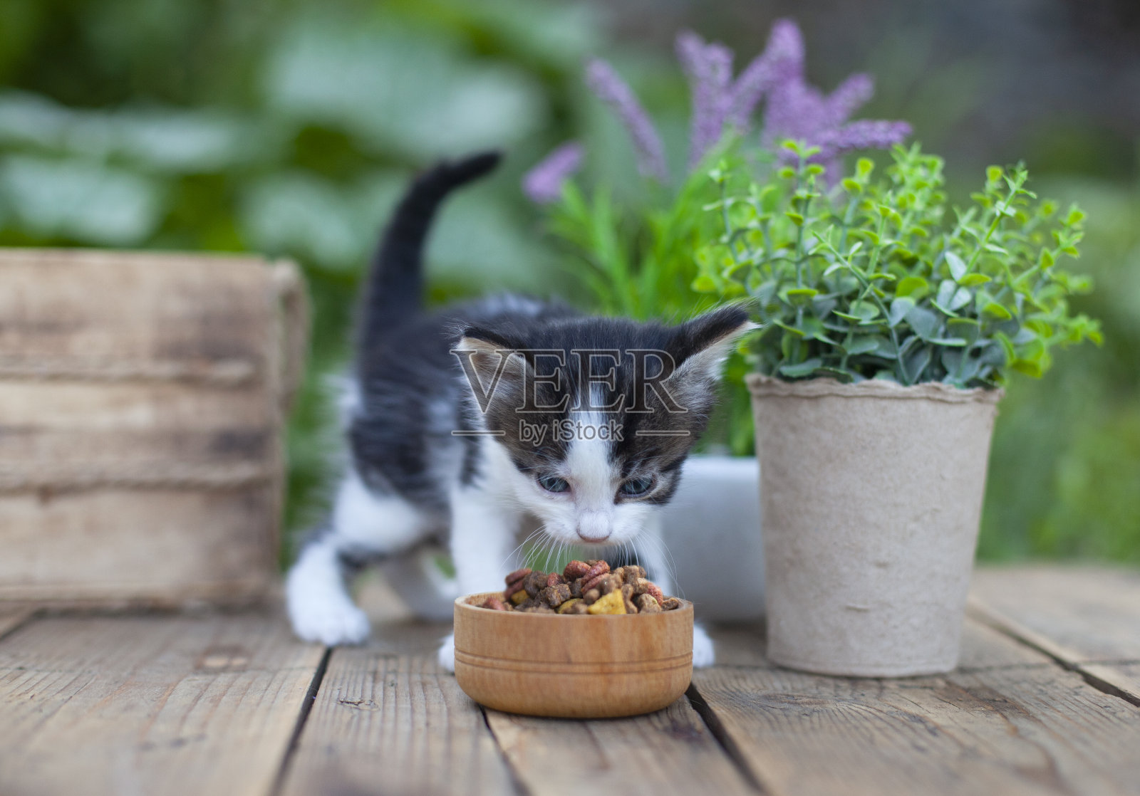 小猫在后院吃碗里的东西照片摄影图片