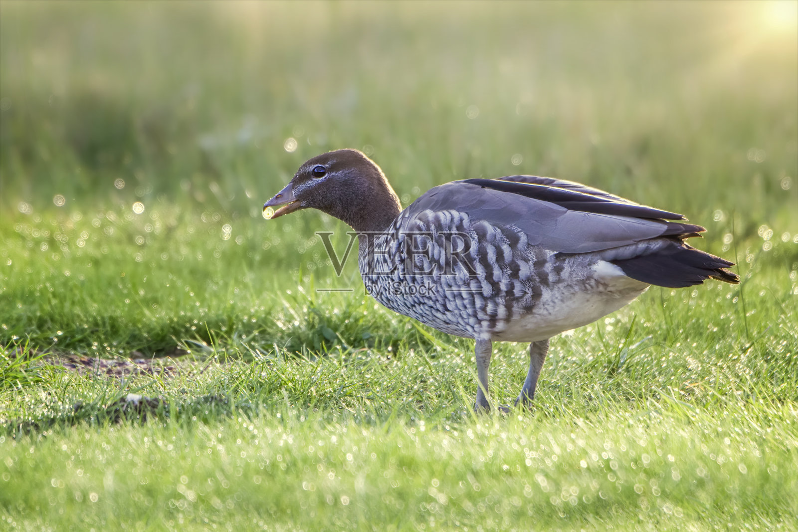 澳大利亚木鸭(朱巴塔)照片摄影图片