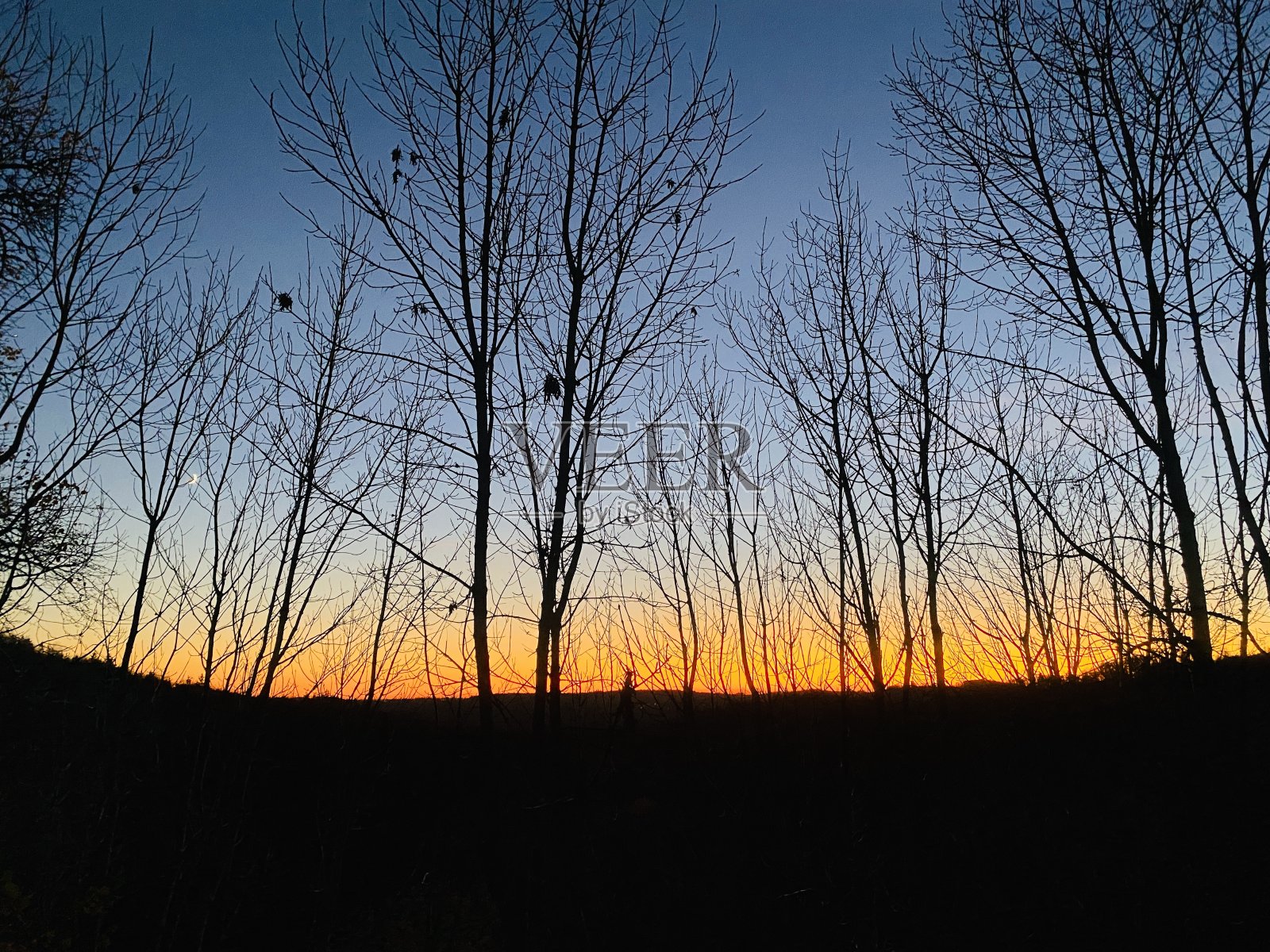 日落时光秃秃的树木照片摄影图片