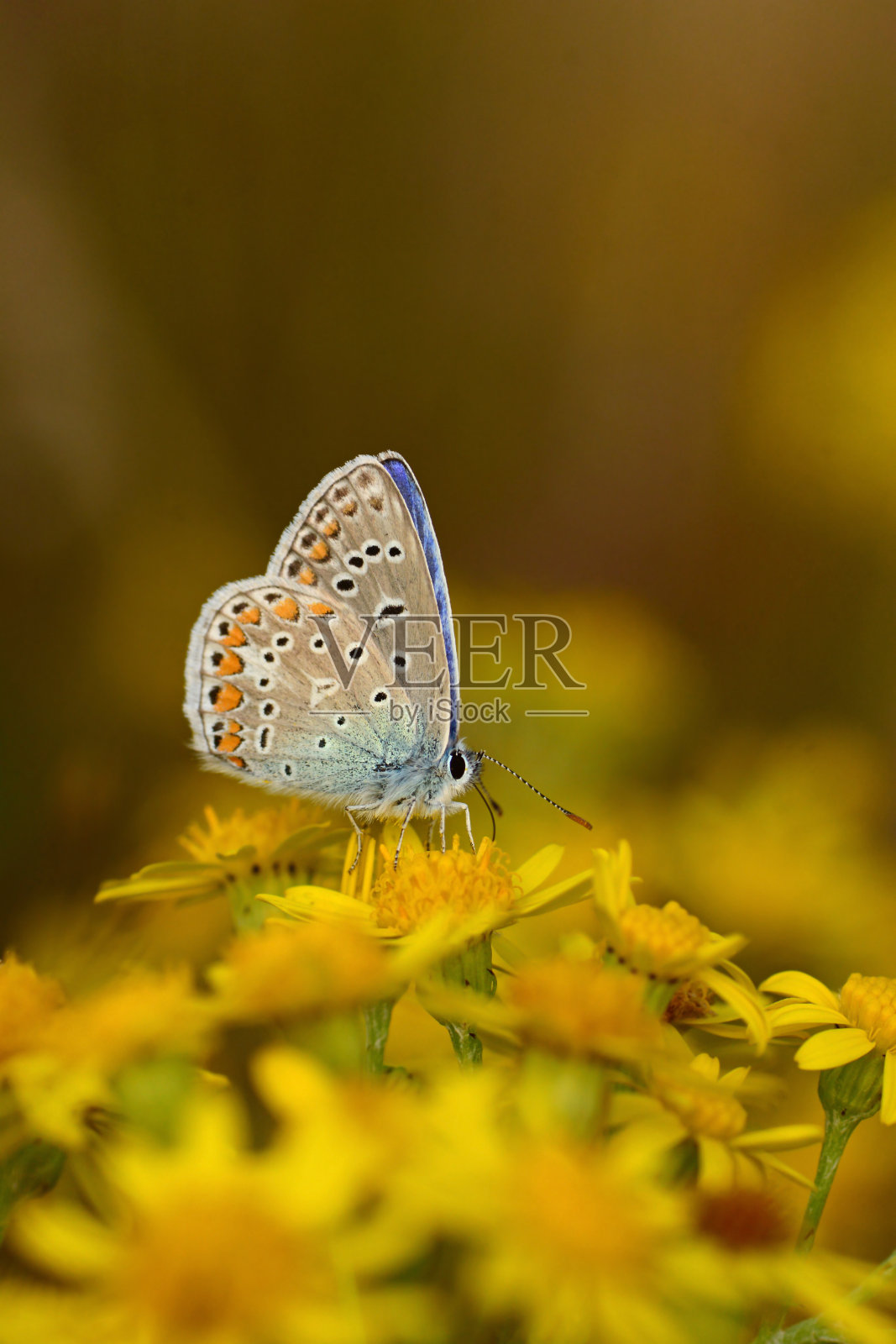 豚草上的蓝蝴蝶。照片摄影图片