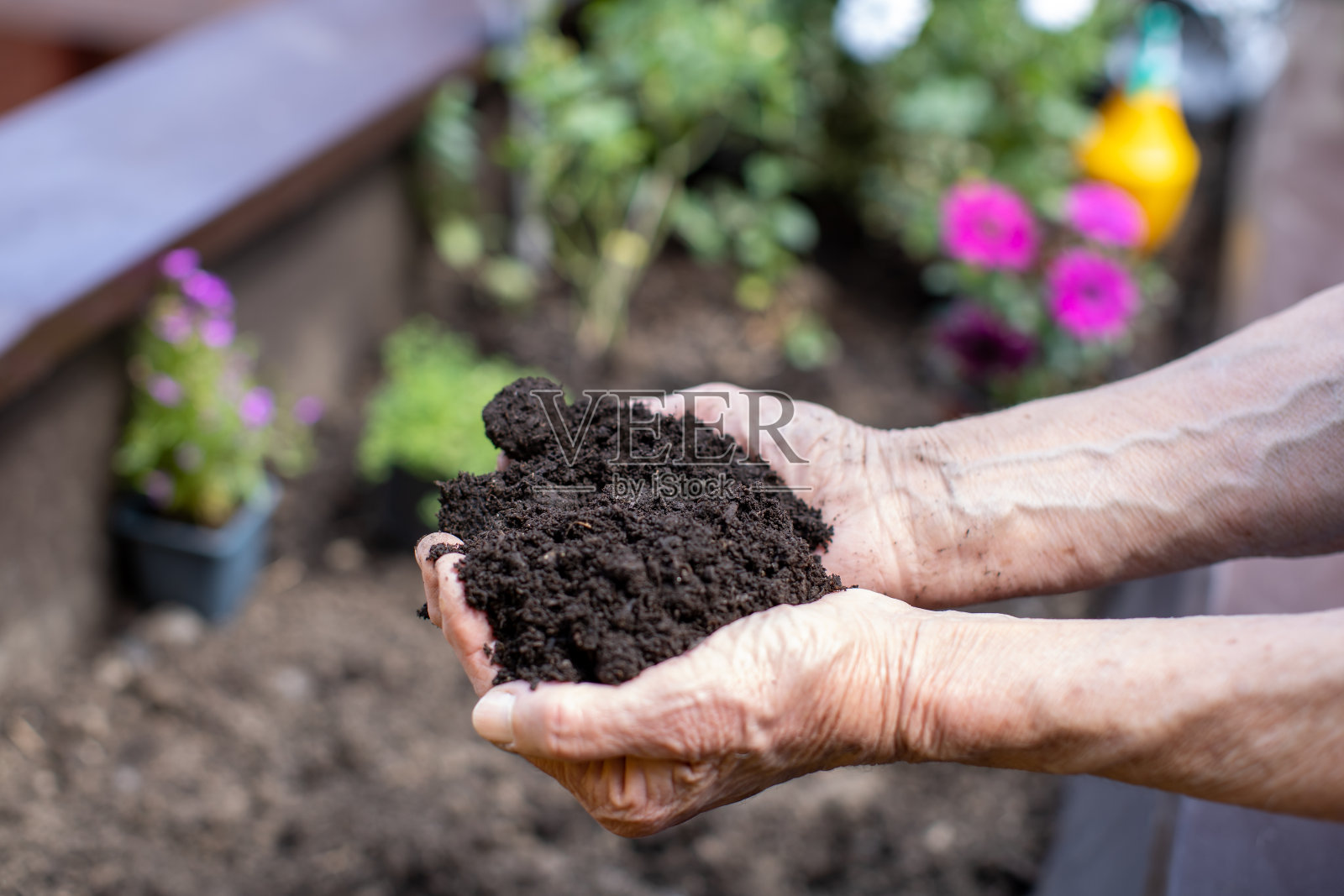 老妇人在小梯田花园拿着泥土在她的手，而种植鲜花照片摄影图片