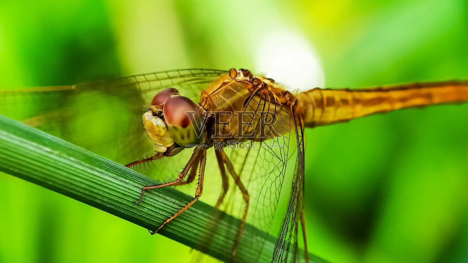 蜻蜓照片摄影图片