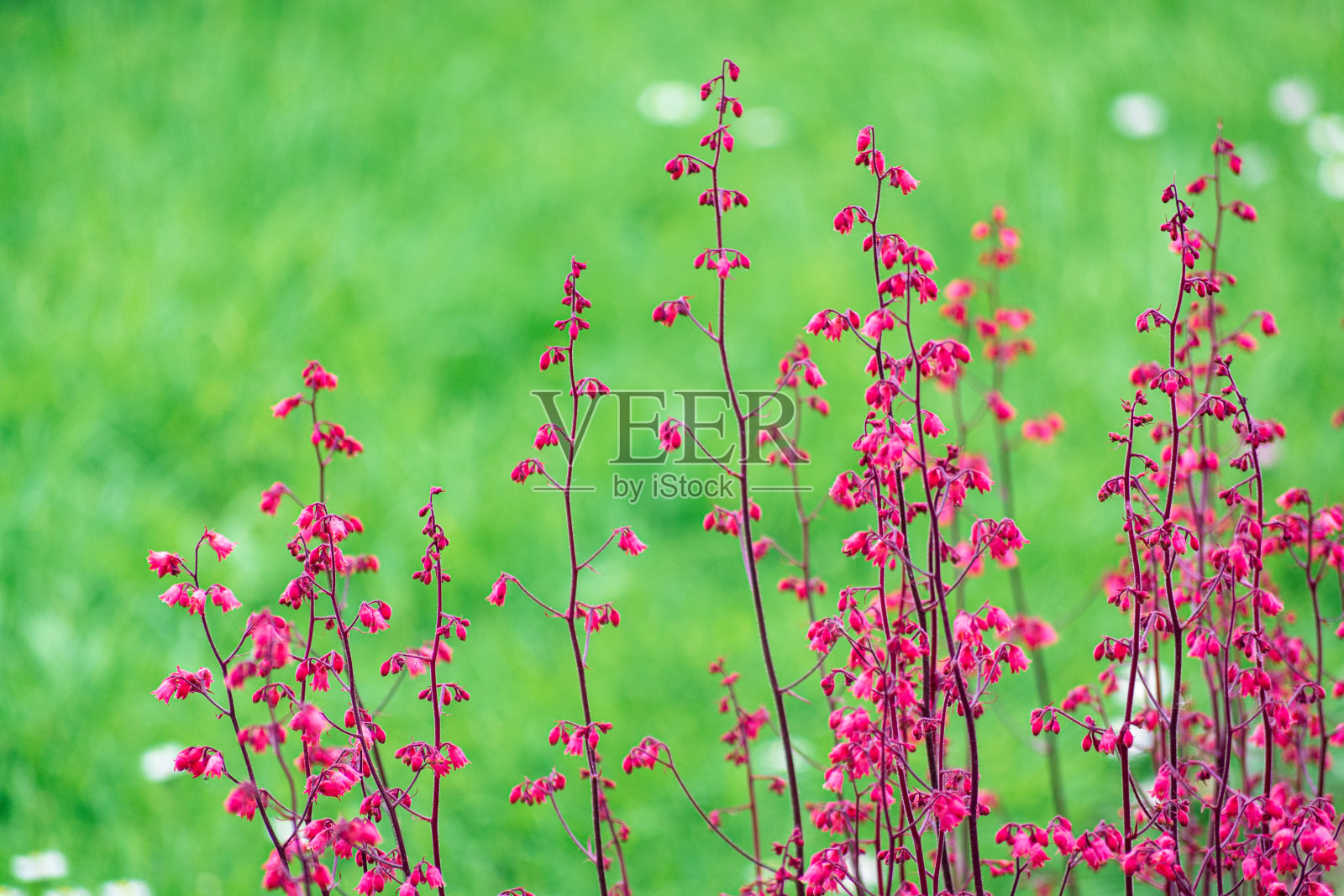 茎上开有亮粉色的珊瑚铃花或珊瑚铃花照片摄影图片