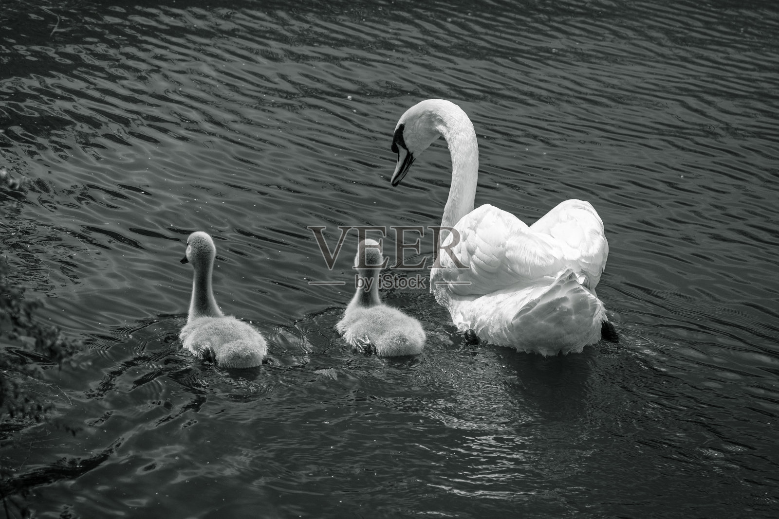 两只小雏鸟在天鹅妈妈旁边游泳照片摄影图片