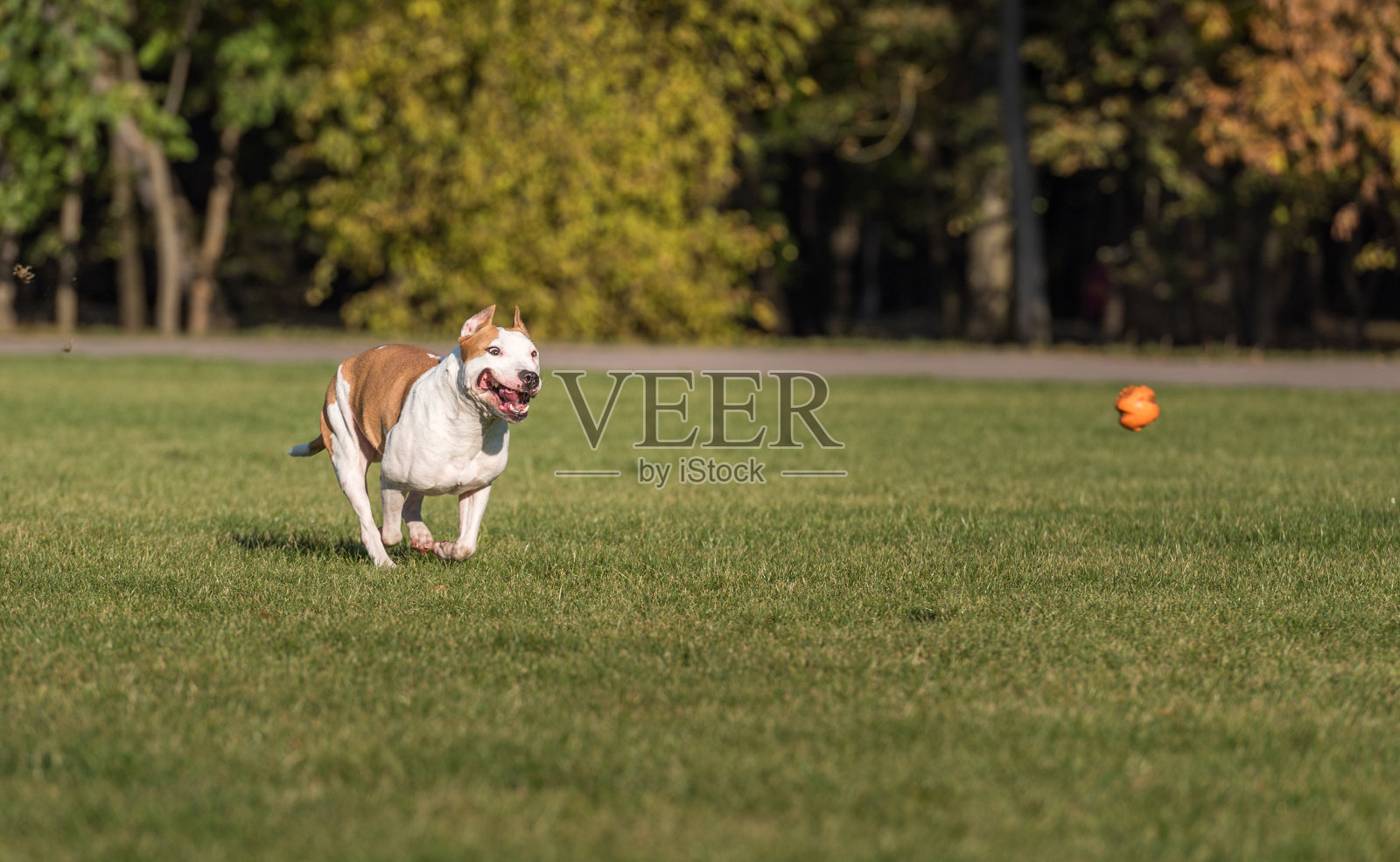 美国斗牛犬在草地上奔跑。试着接住一个球。照片摄影图片