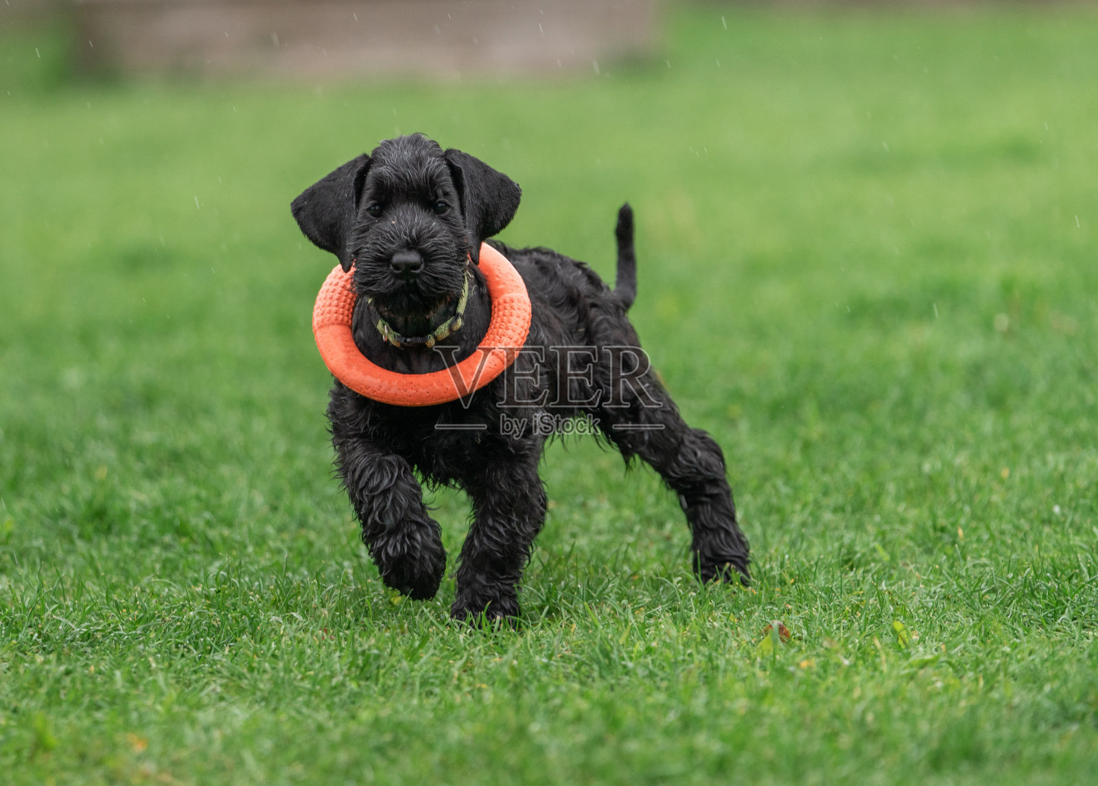 年轻的黑瑞森雪纳瑞或大雪纳瑞犬在草地上。照片摄影图片