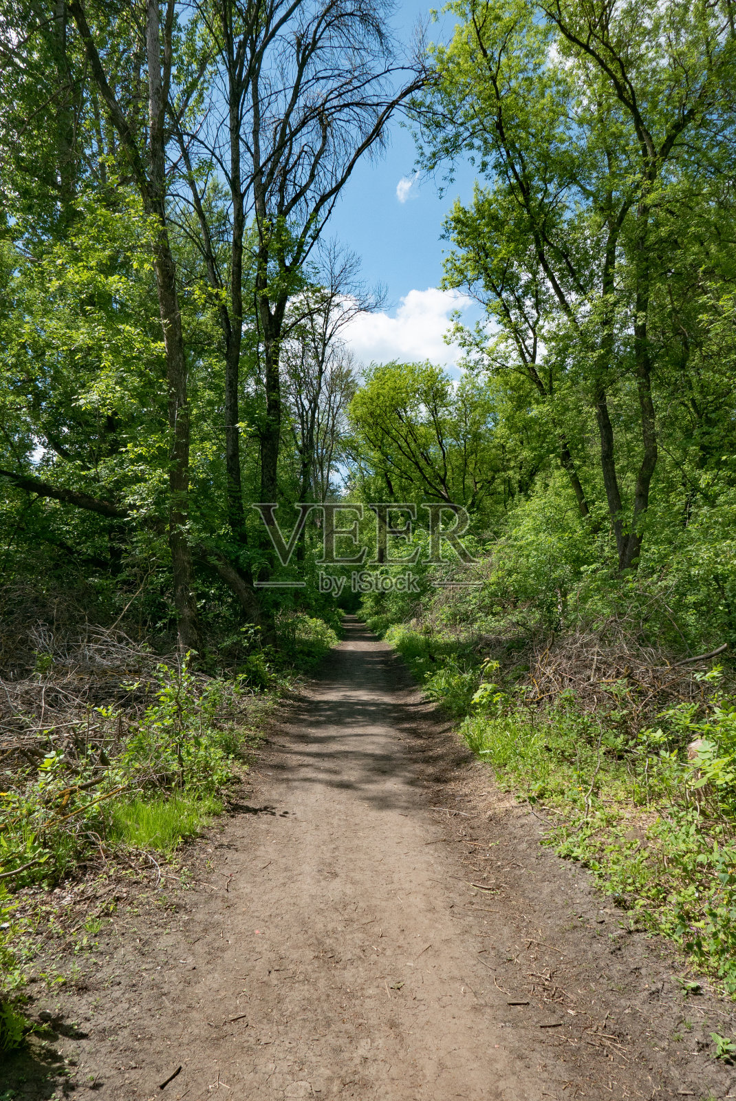 在森林里有绿树的步道小路。公园里美丽的小巷。穿过黑暗森林的小路照片摄影图片