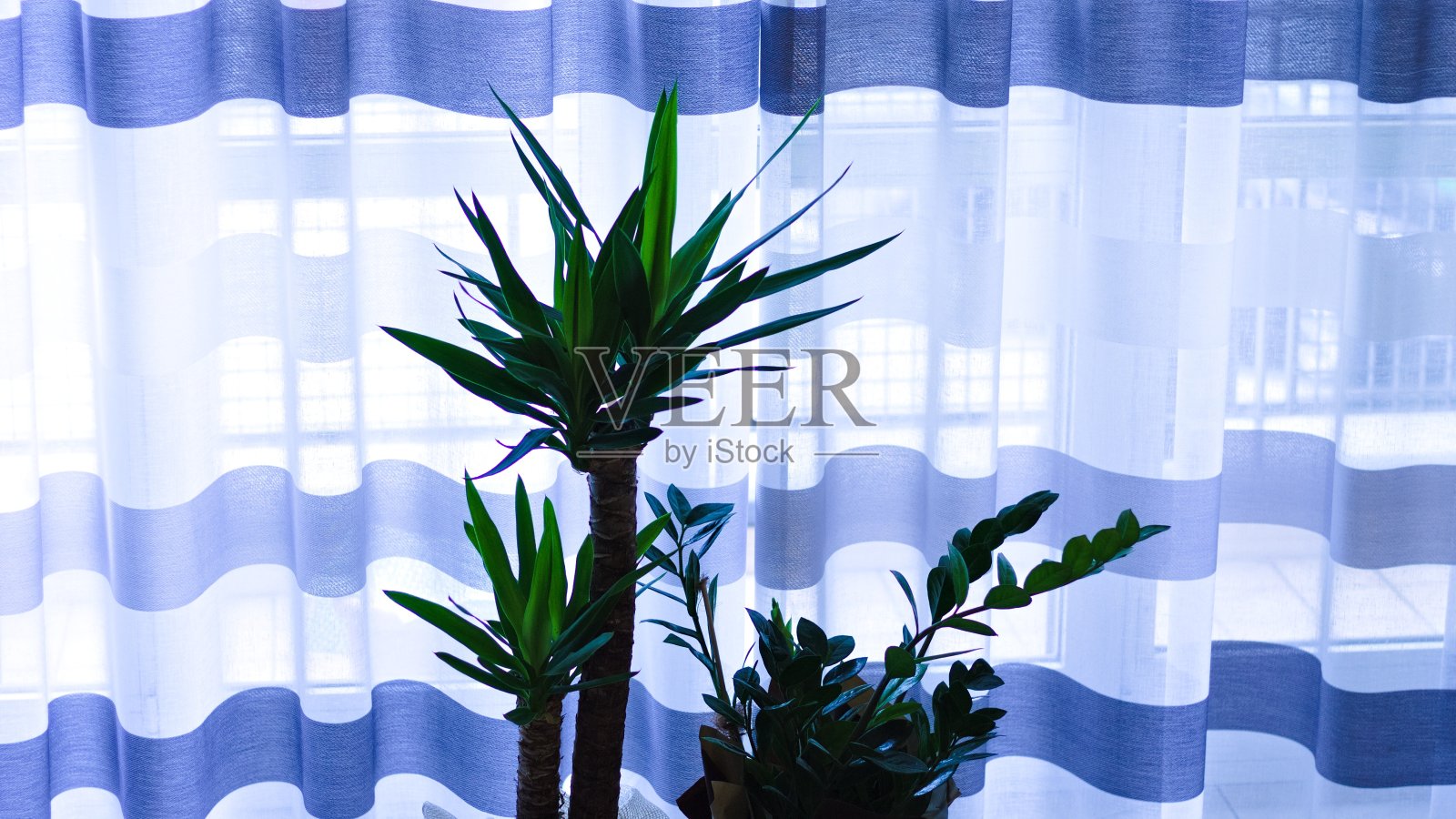 一种室内植物叫做龙鼻香和一种扎米亚植物在黄昏时分的条纹窗帘前(Pesaro, Marche，意大利)照片摄影图片