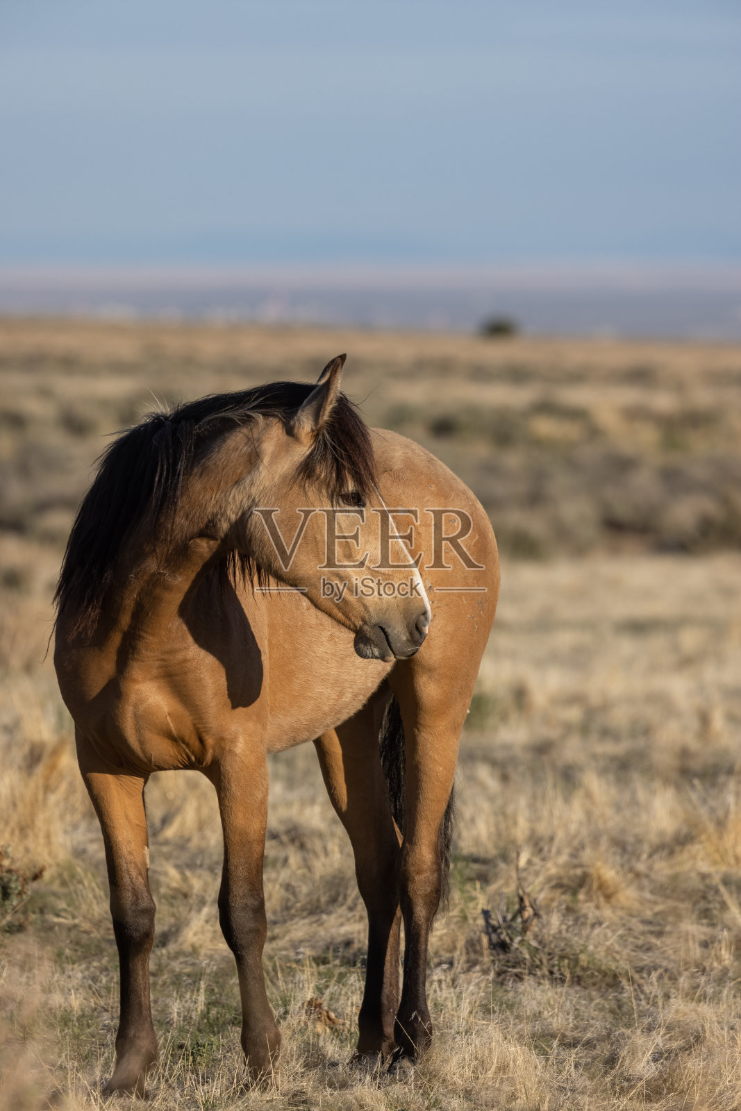 犹他沙漠的野马照片摄影图片