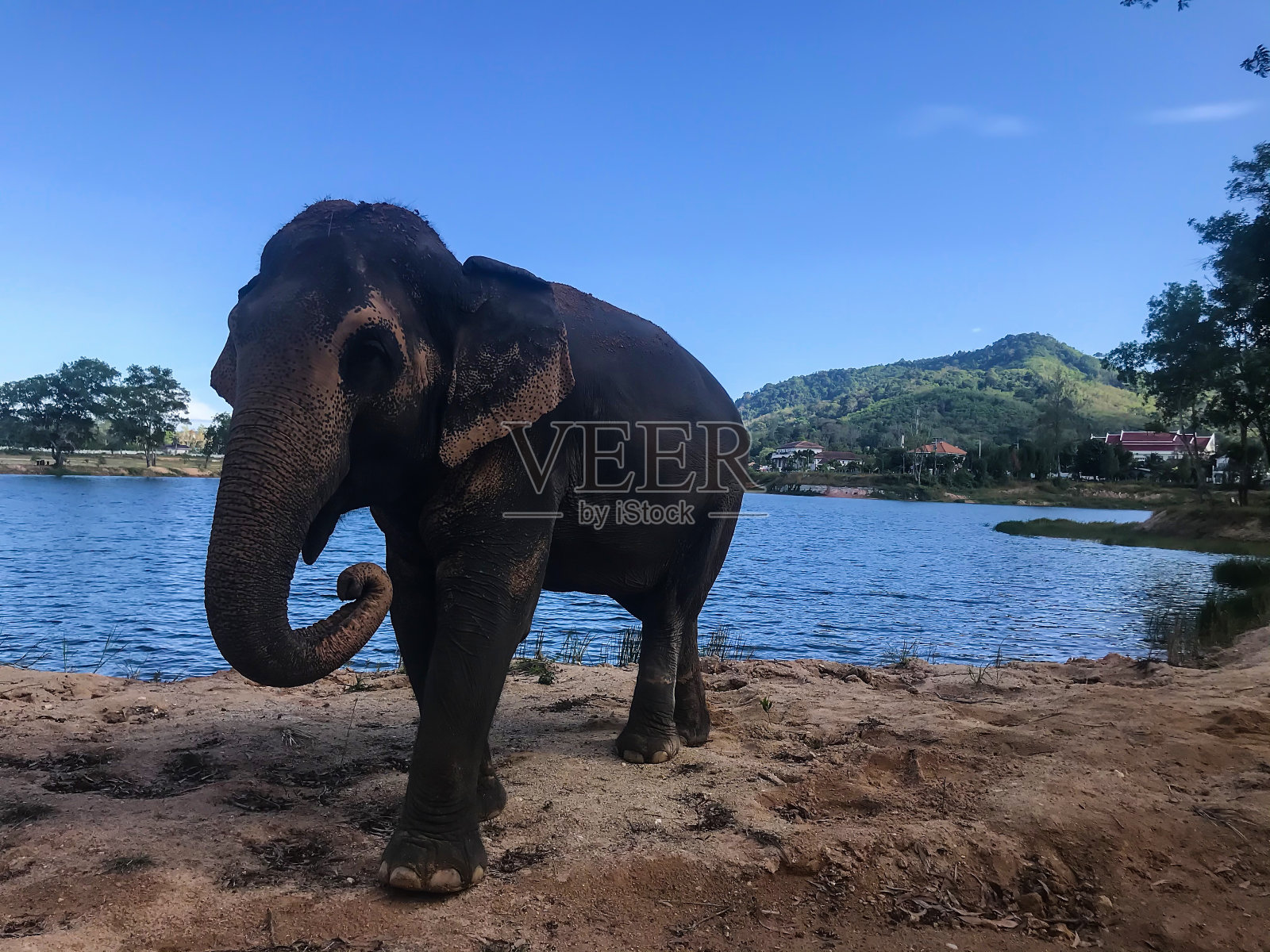 雨林中的大象照片照片摄影图片