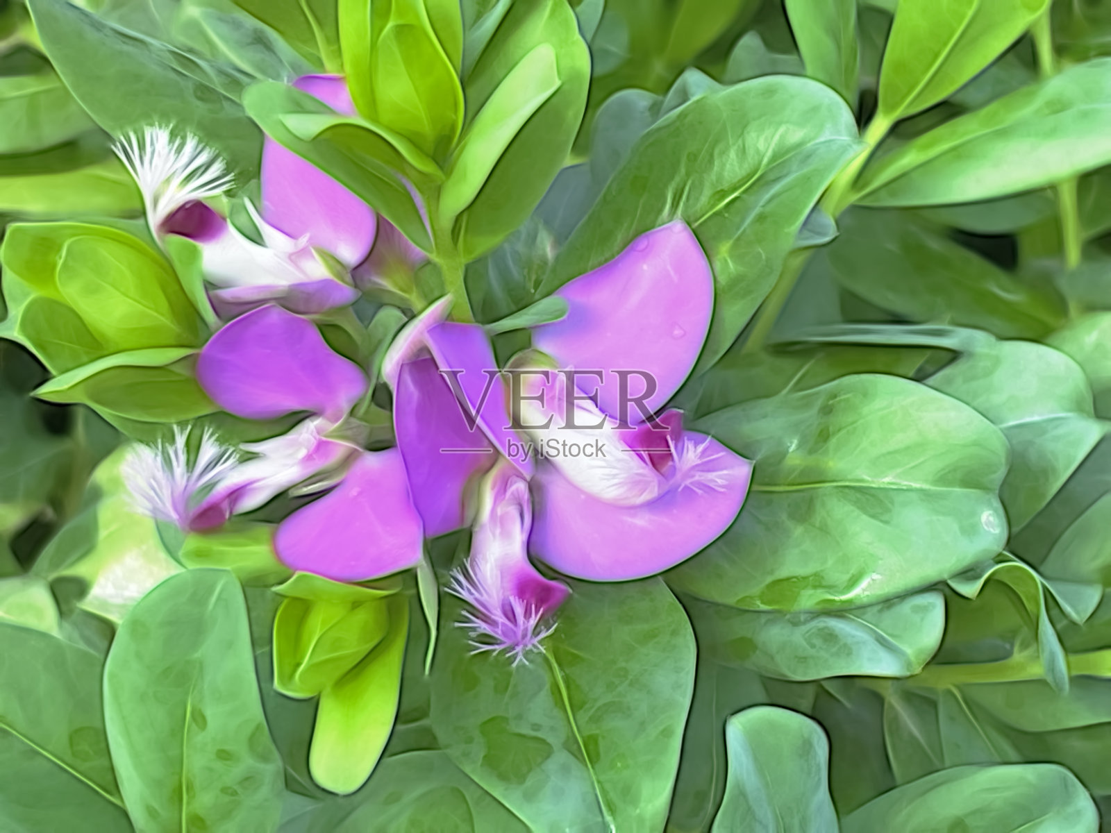 关闭大自然中的夏季花朵照片摄影图片