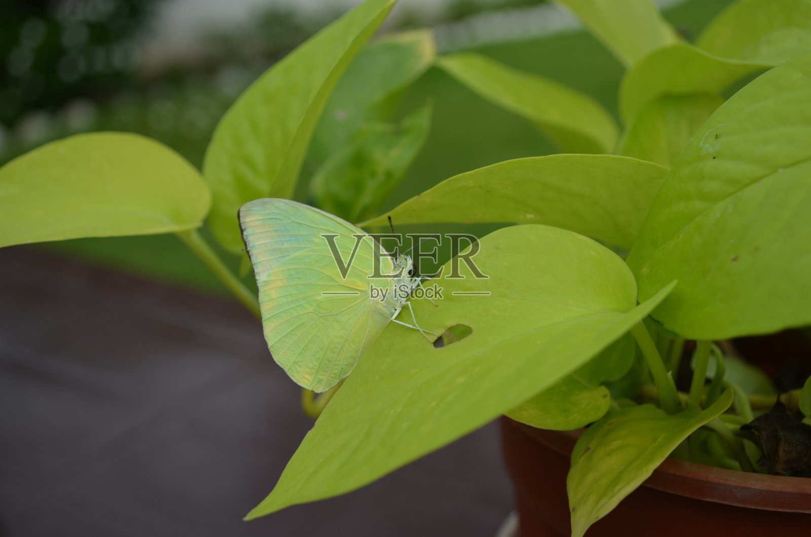 Catopsilia Pomona是一种普通的移民或柠檬移民，是一种中等大小的粉蝶。这种物种得名于它的迁徙习惯。雄性带绿色白色或硫磺黄色。照片摄影图片