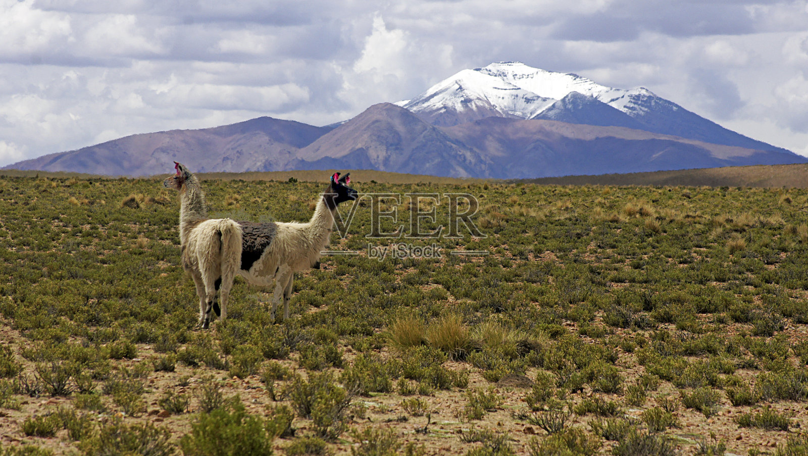 动物群-玻利维亚高地的美洲驼照片摄影图片