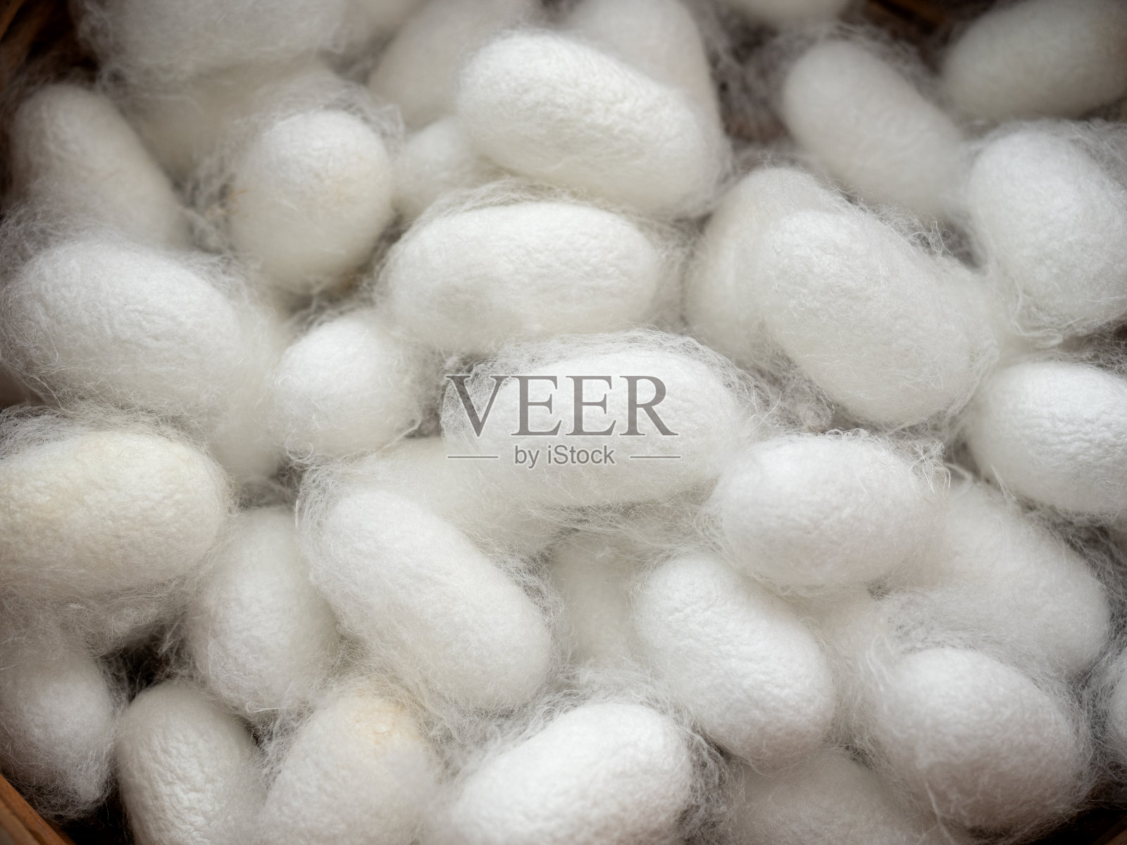 蚕蛾茧照片摄影图片