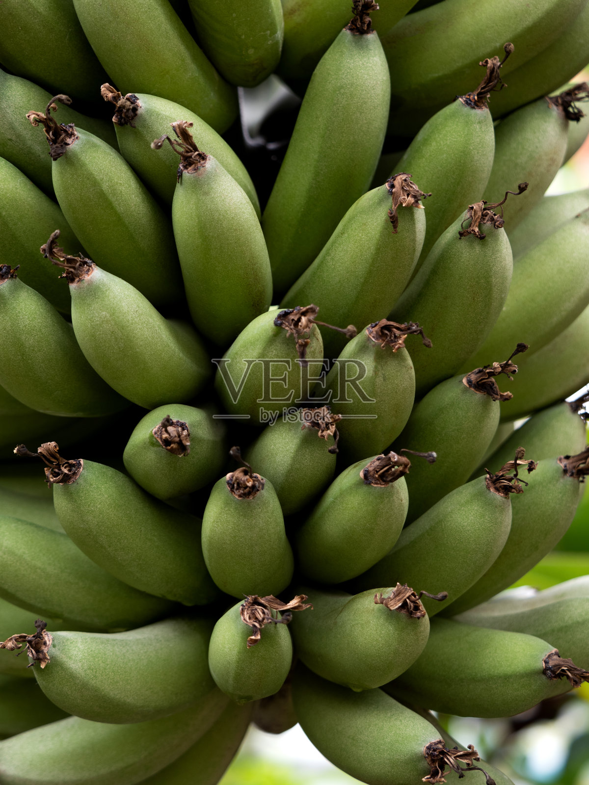 香蕉果实照片摄影图片