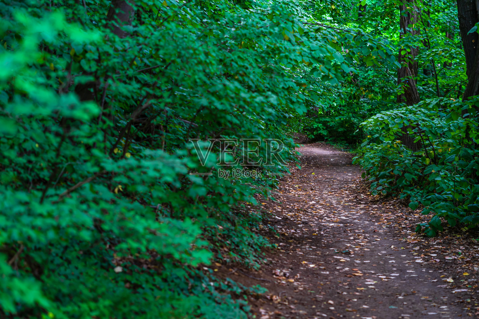 在森林中选择性的聚焦自然美丽和神秘的方式。照片摄影图片
