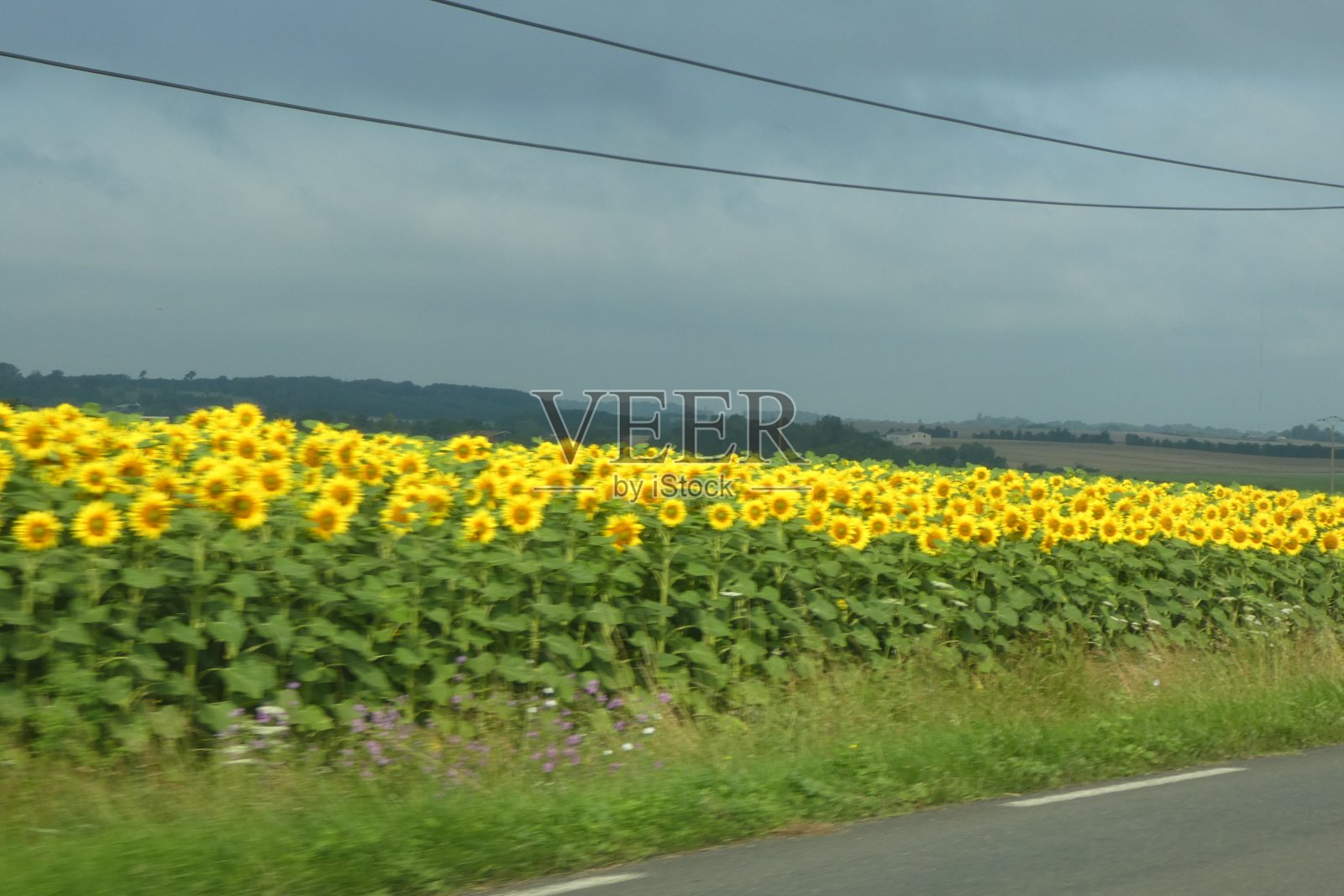 险恶的天空下的向日葵田照片摄影图片