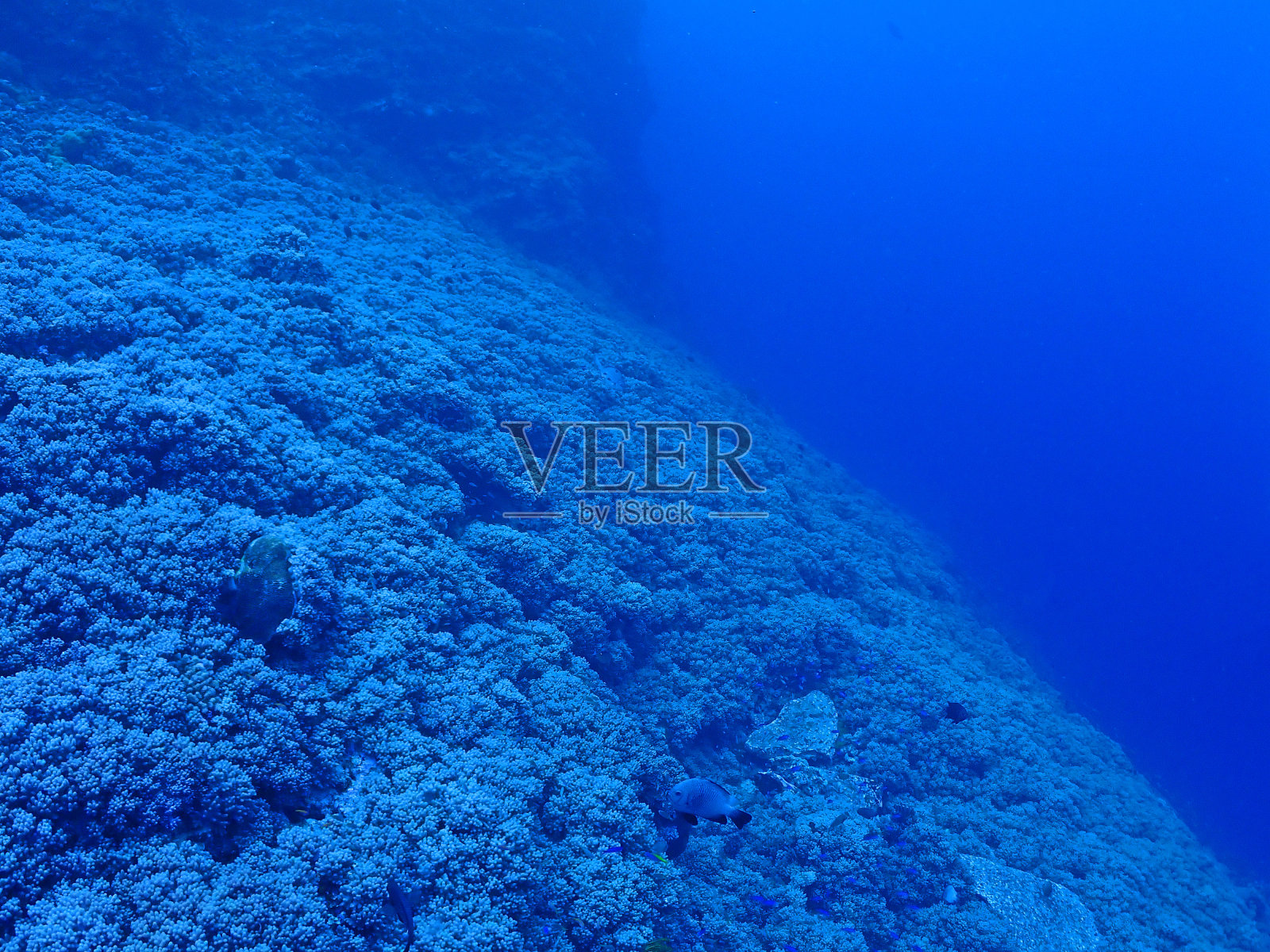 水肺潜水，珊瑚，冲绳喀拉马照片摄影图片