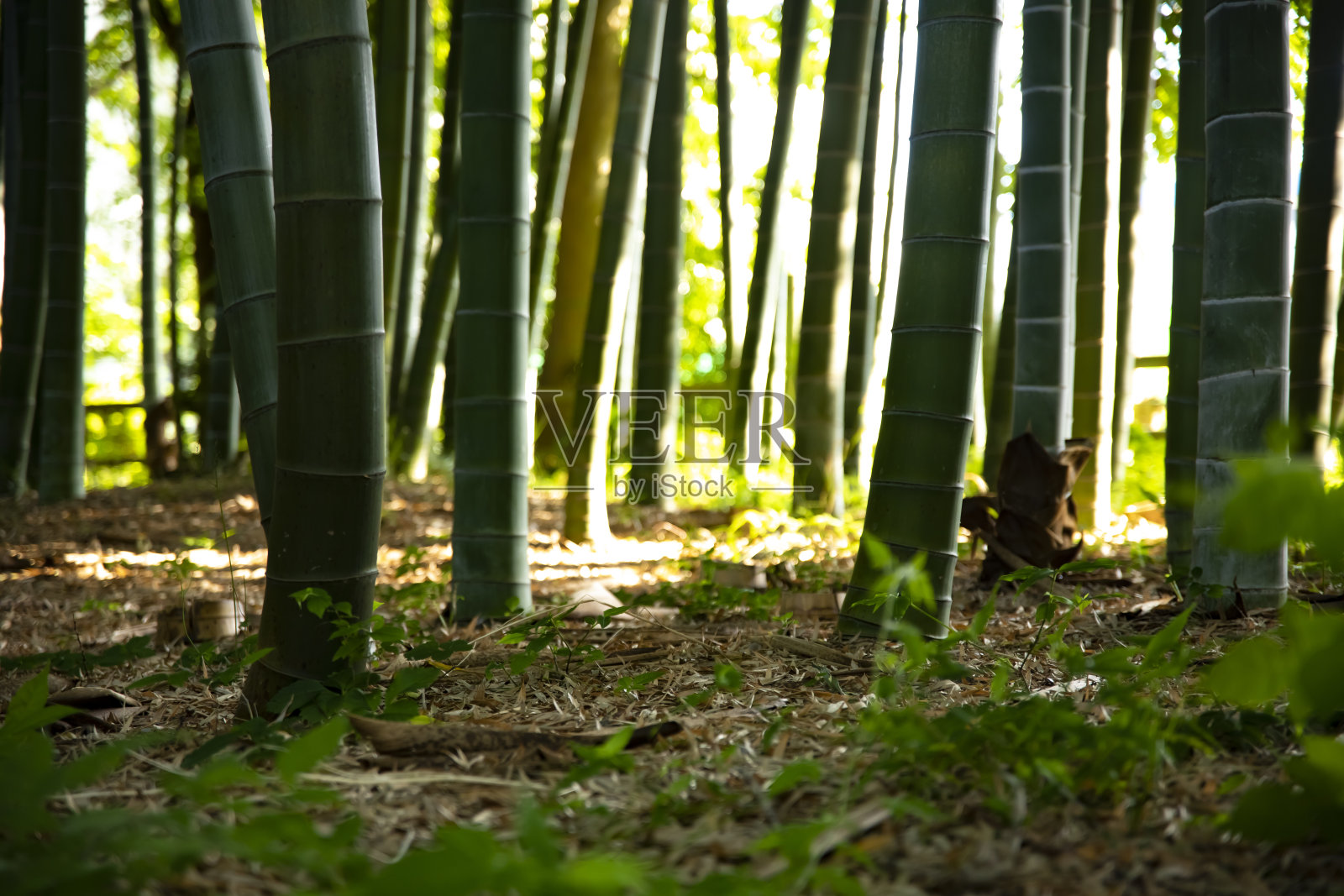 美丽的竹林在传统公园白天长镜头照片摄影图片