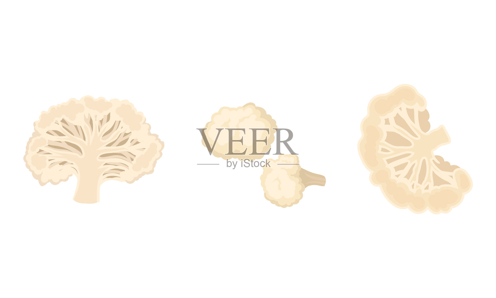 可食用的白色菜花，用于插画图片素材