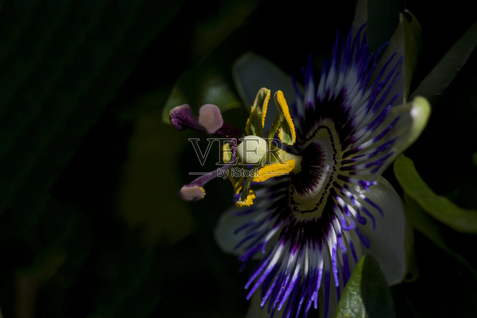 西番莲照片摄影图片