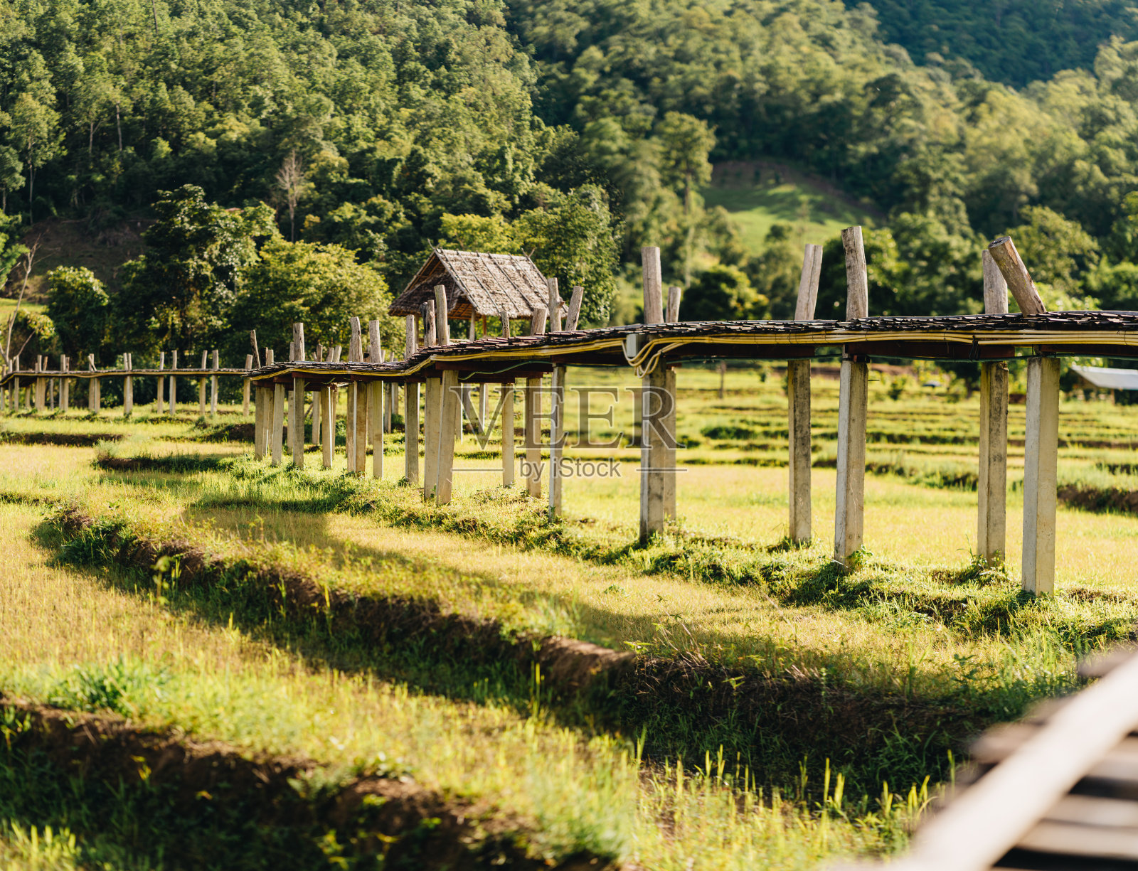 竹桥上阡陌阡陌，文阁在白谷照片摄影图片
