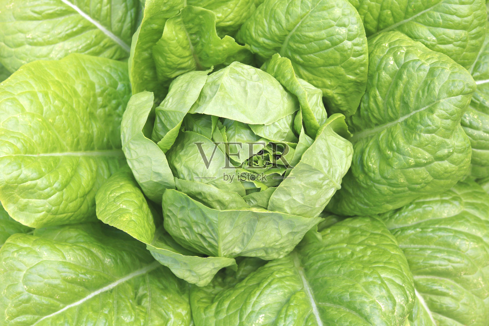 在大的莴苣叶中有多汁成熟的莴苣的灌木照片摄影图片