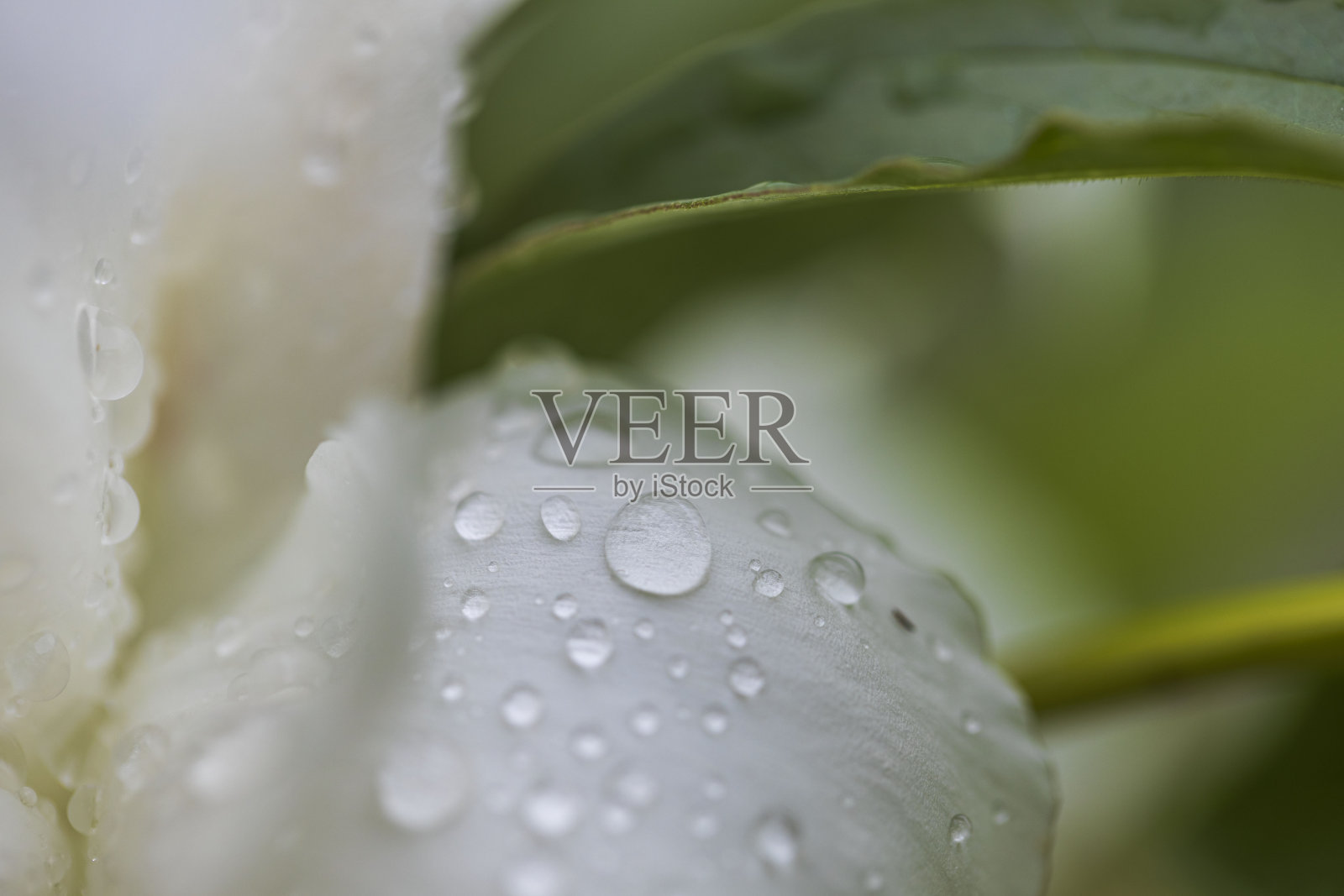 美丽的自然背景。美丽的雨滴在白色牡丹花瓣。照片摄影图片