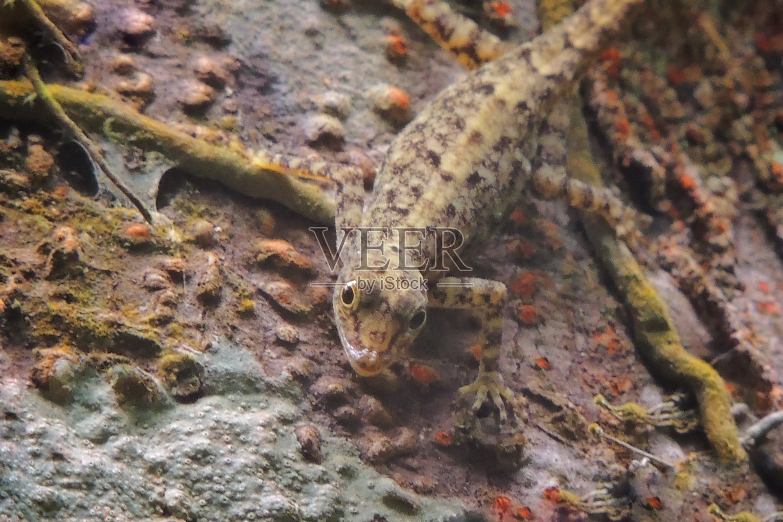 壁虎照片摄影图片