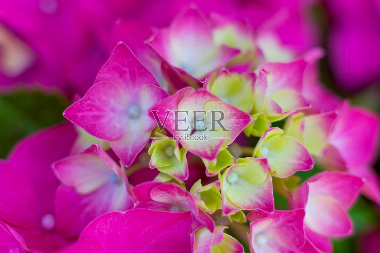 绣球花照片摄影图片