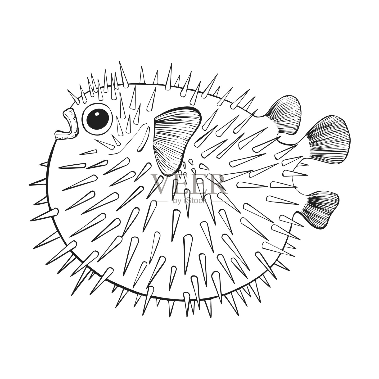 礁鱼素描手绘插画图片素材