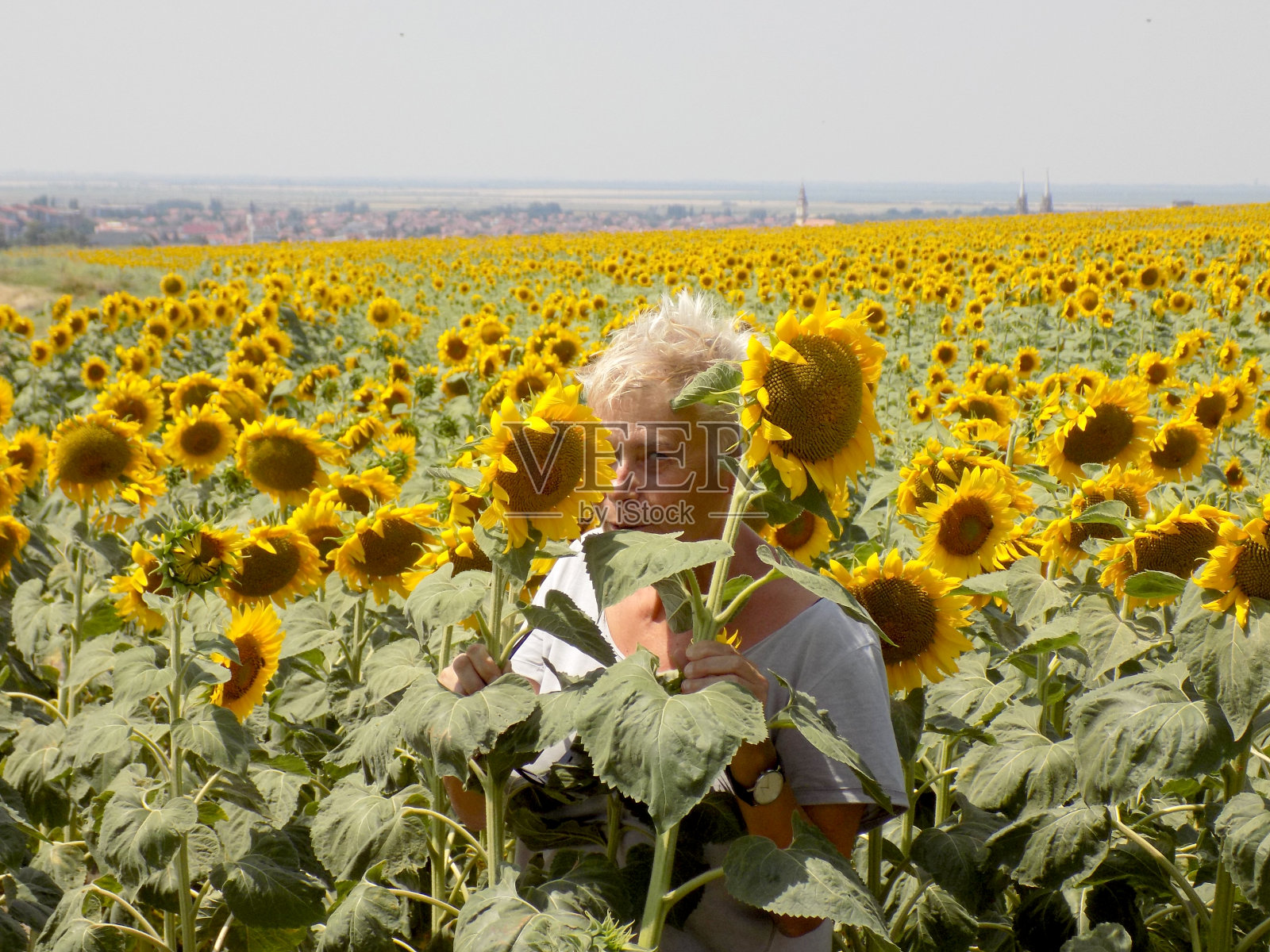 女士从一棵大向日葵后面向外张望照片摄影图片
