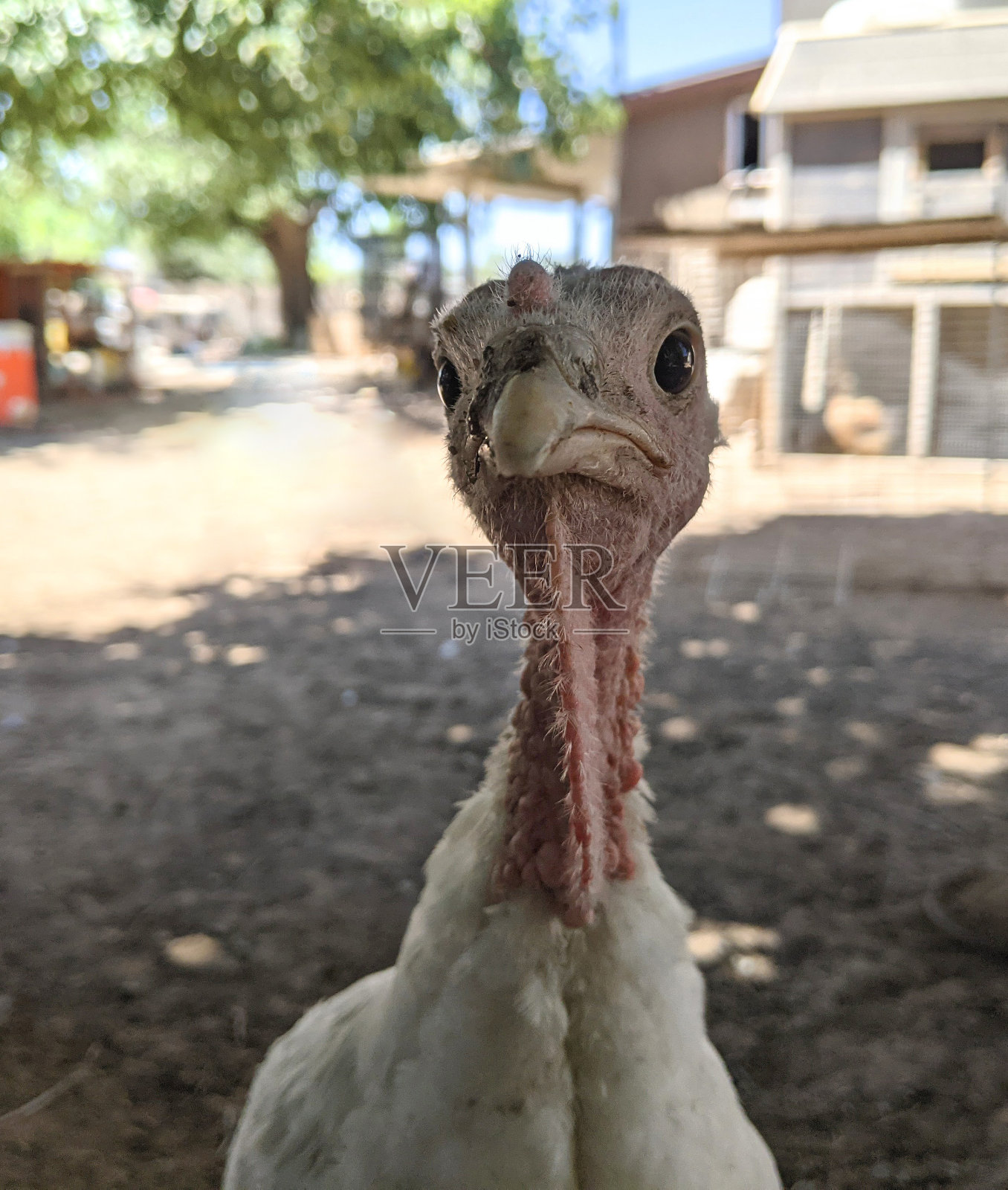 一只快乐的小火鸡的肖像照片摄影图片