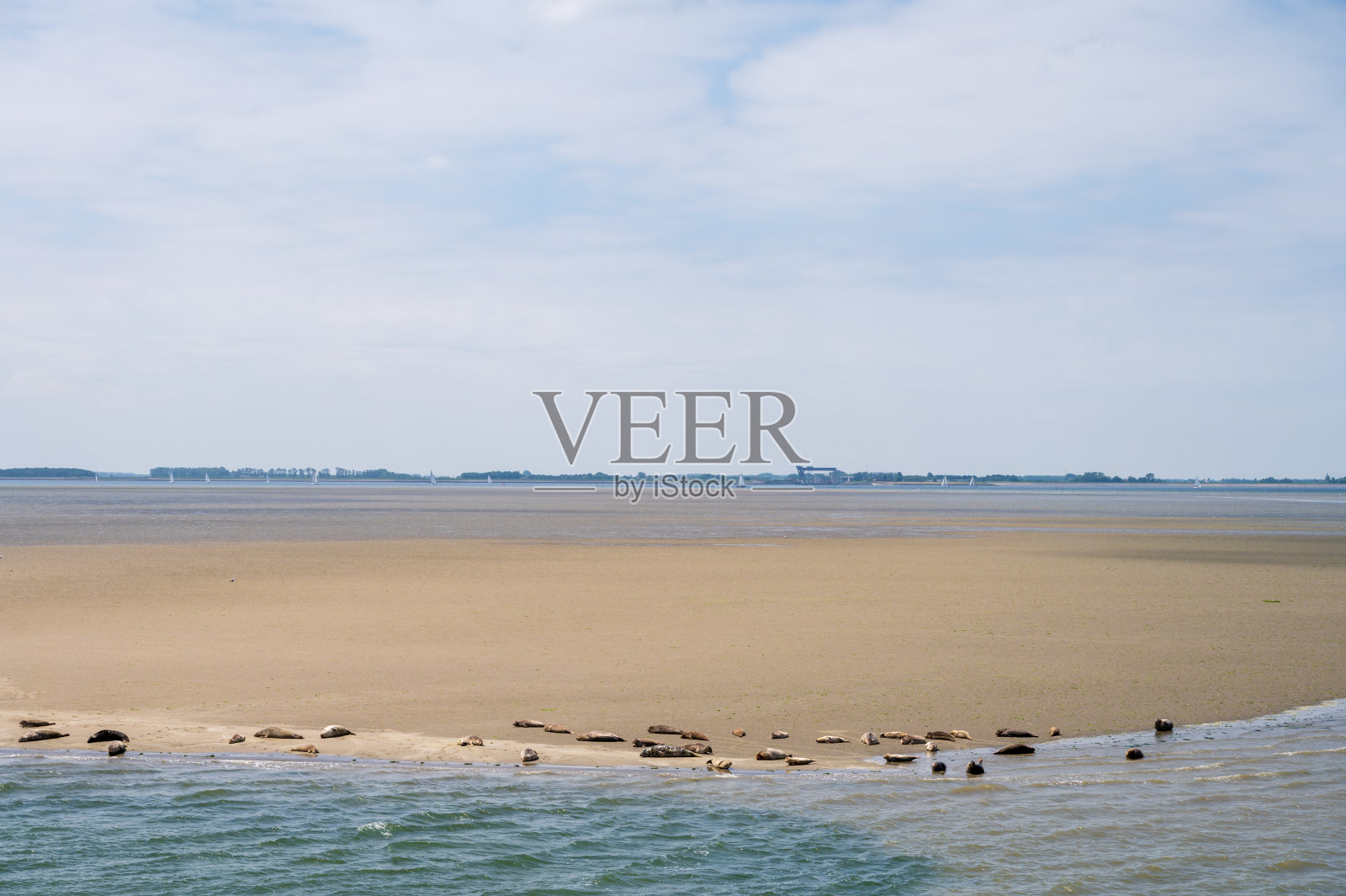 动物收集，在荷兰泽兰Oosterschelde的退潮期间，一群大海海豹在沙滩上休息照片摄影图片