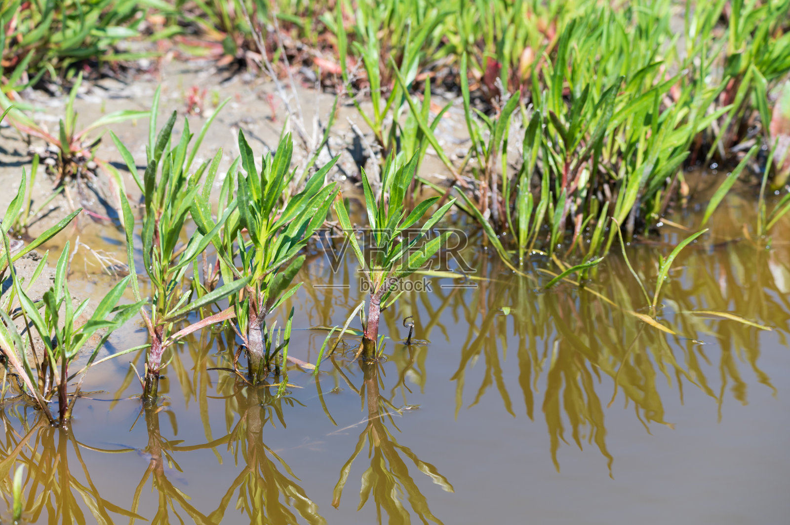 植物收集，可食用的海紫菀，生长在盐沼照片摄影图片
