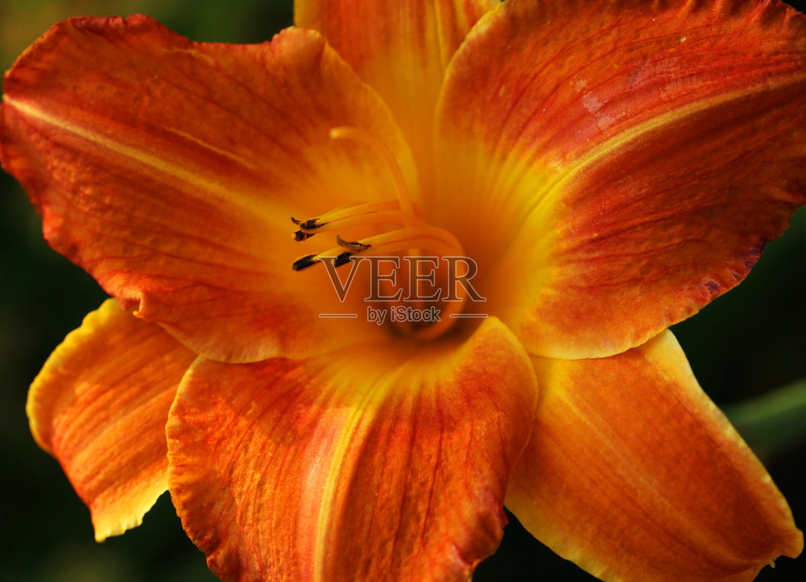 橙黄百合照片摄影图片