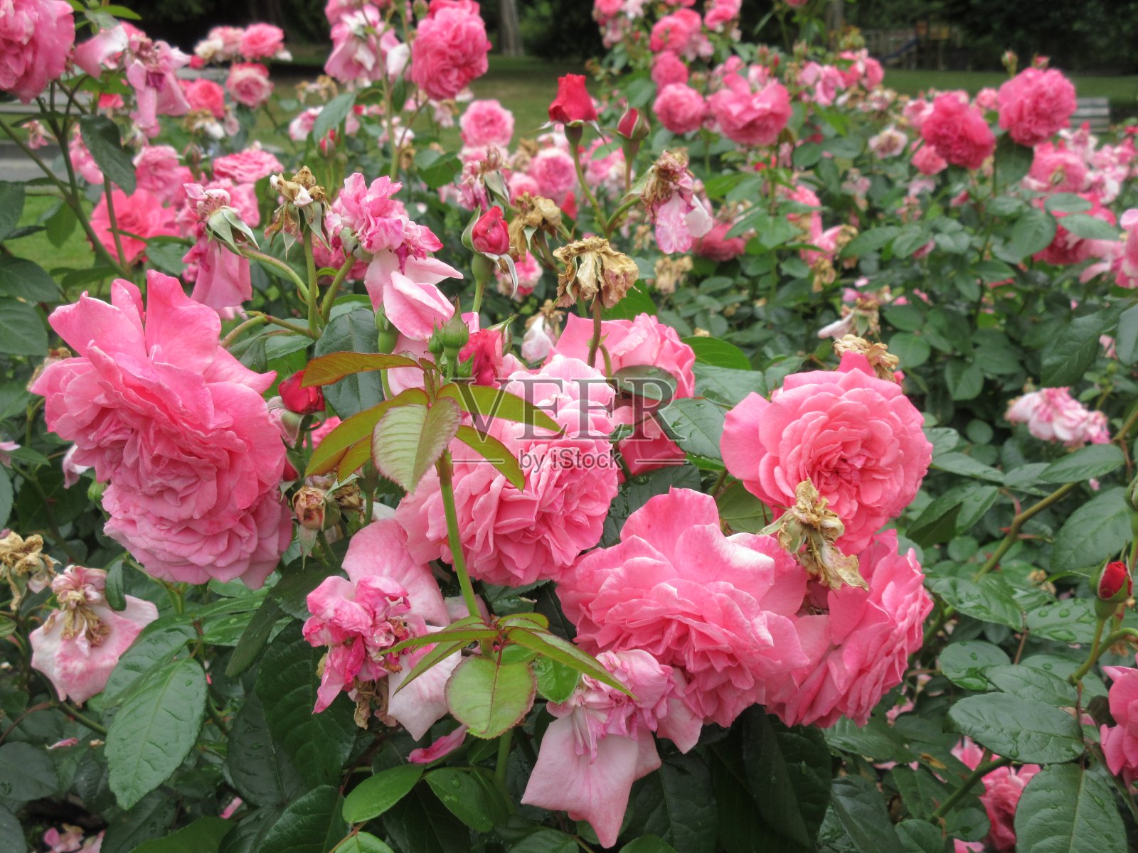 2021年7月初，甜蜜的亮粉色玫瑰在斯坦利公园玫瑰园盛开照片摄影图片